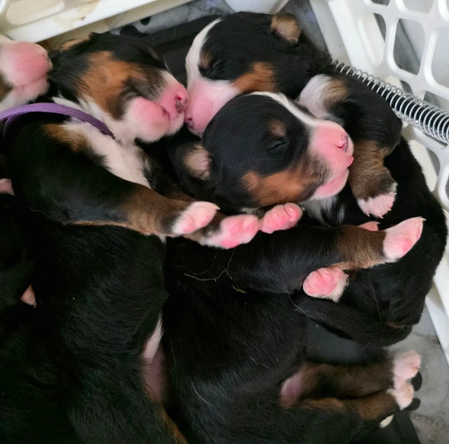 puppy pile 🥹