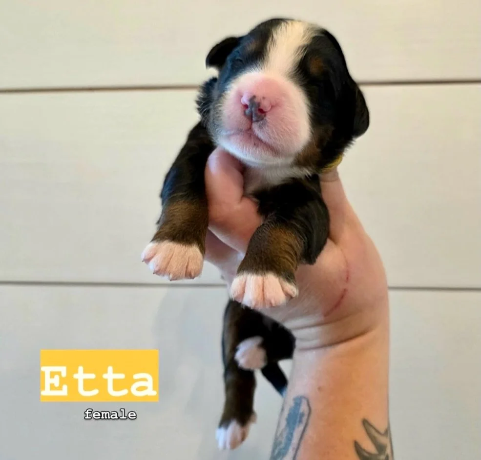 Our 🎶MUSCLE SHOALS SOUND🎤 litter  is one week old. These beautiful Bernese babies are growing nicely. Mom Fiona is doing very well. This is her retirement litter so the last babies she will ever have. I could just stare at these faces all day.