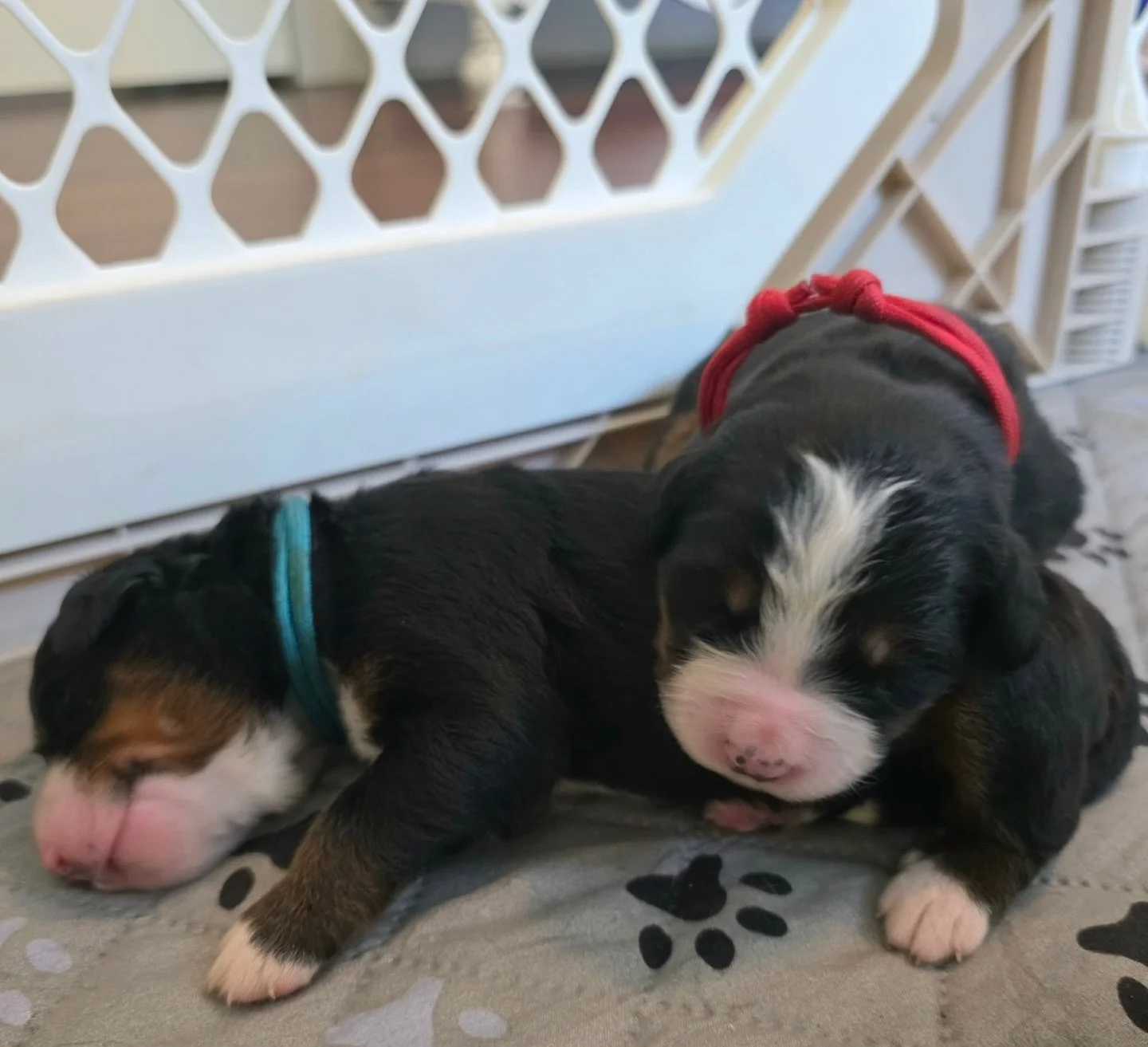 Dylan and Nellie girls taking a snooze