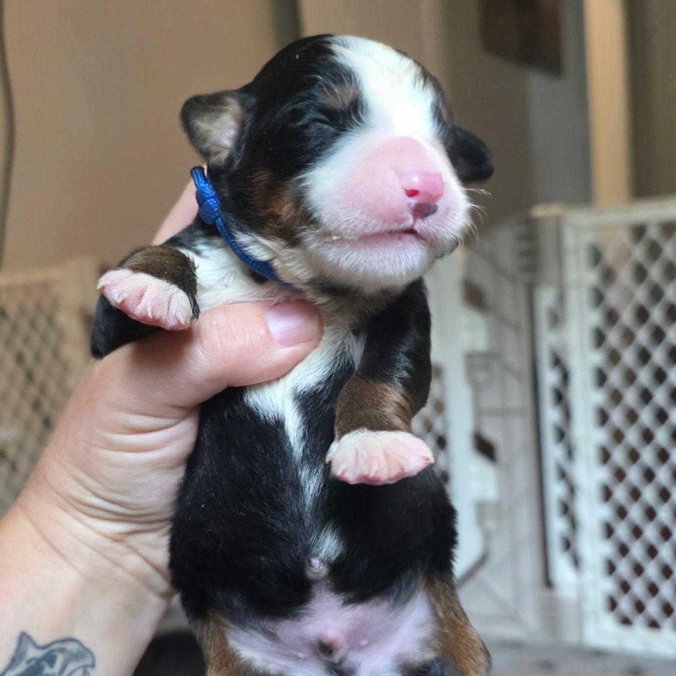 Lynyrd boy! one of the smallest originally , but now getting chunky ☺️