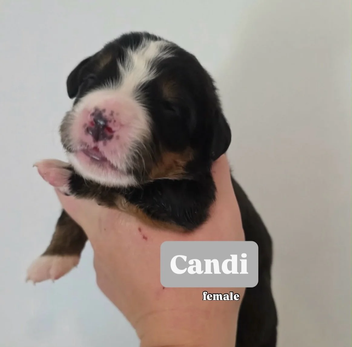 the MUSCLE SHOALS SOUND litter has a few little peepers 👀 open and are ready to meet the world 🌎. Better give them some R-E-S-P-E-C-T 😎