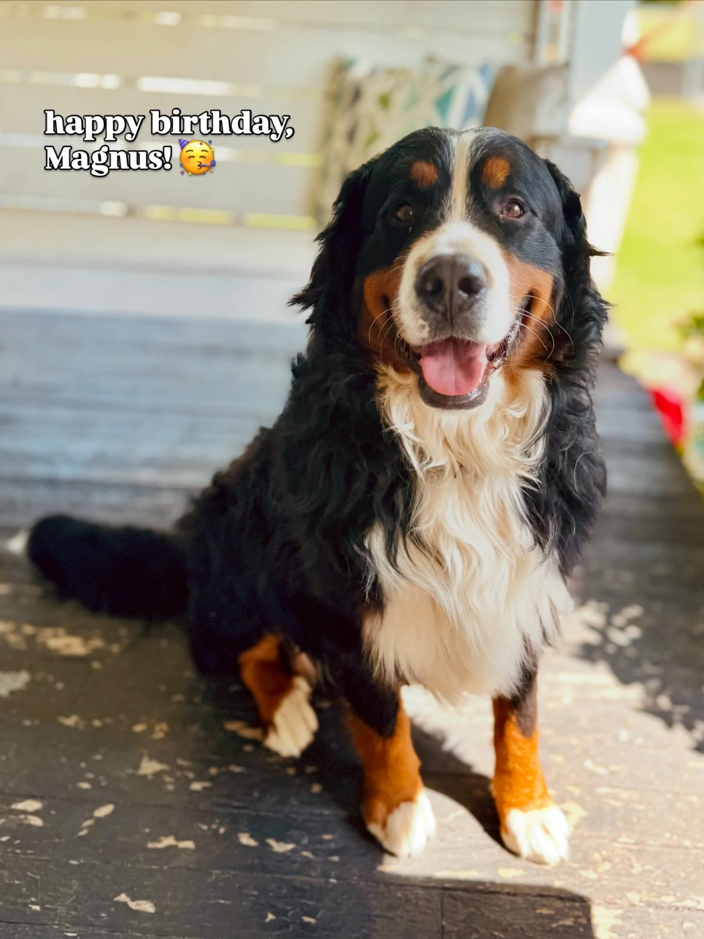 Happiest of 3rd birthdays to one of my favorite boys on the whole planet! I&rsquo;m so thankful for my big goofy berner bear and the joy that he brings me!