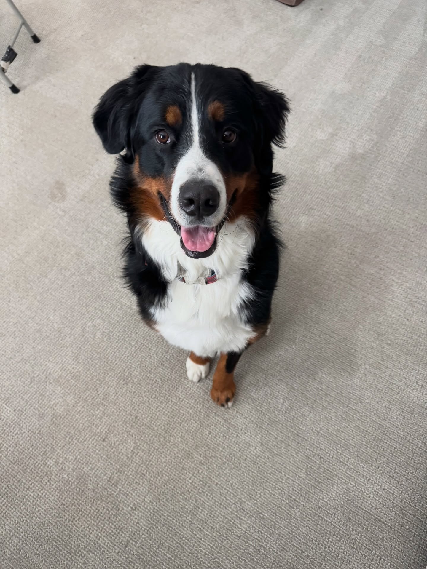 pupdate on Hugo from Magnus and Fiona&rsquo;s first litter who lives in Texas!