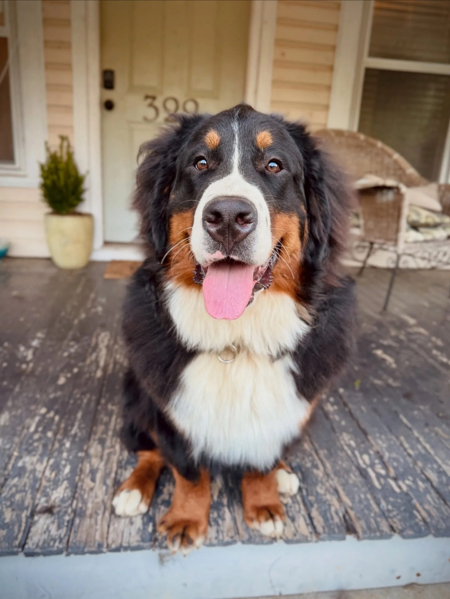 afternoons with my large, happy pup, Heros