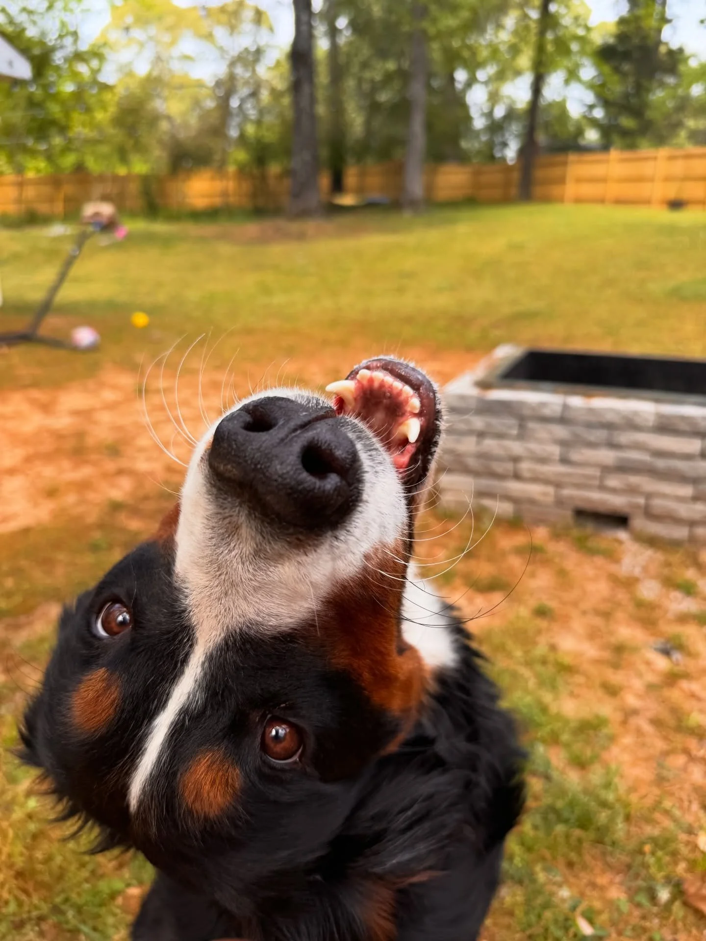 our sweet Talley girl ☺️