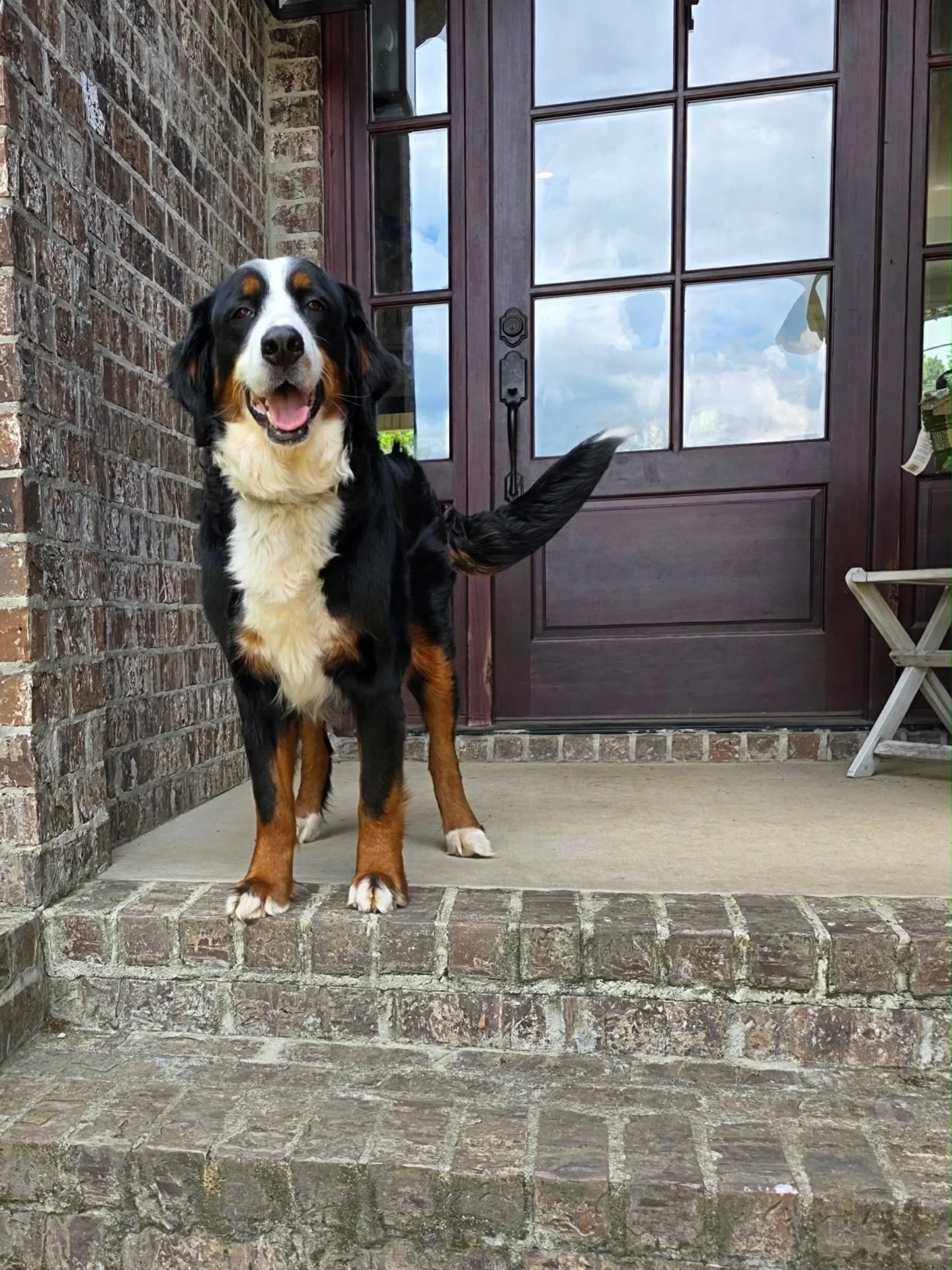 Beautiful Fiona doing great with her last litter
