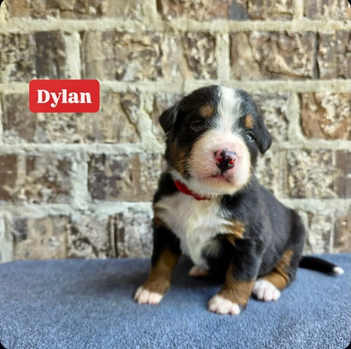 Our little girl, Dylan, from our MUSCLE SHOALS SOUND litter. Named for Bob Dylan, this girl is absolutely stunning.