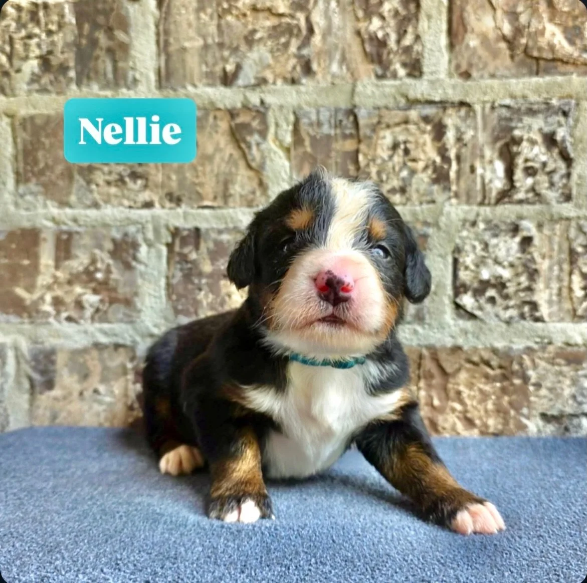 Nellie girl from our MUSCLE SHOALS SOUND litter. This little cutie throws a nod to Willie Nelson.