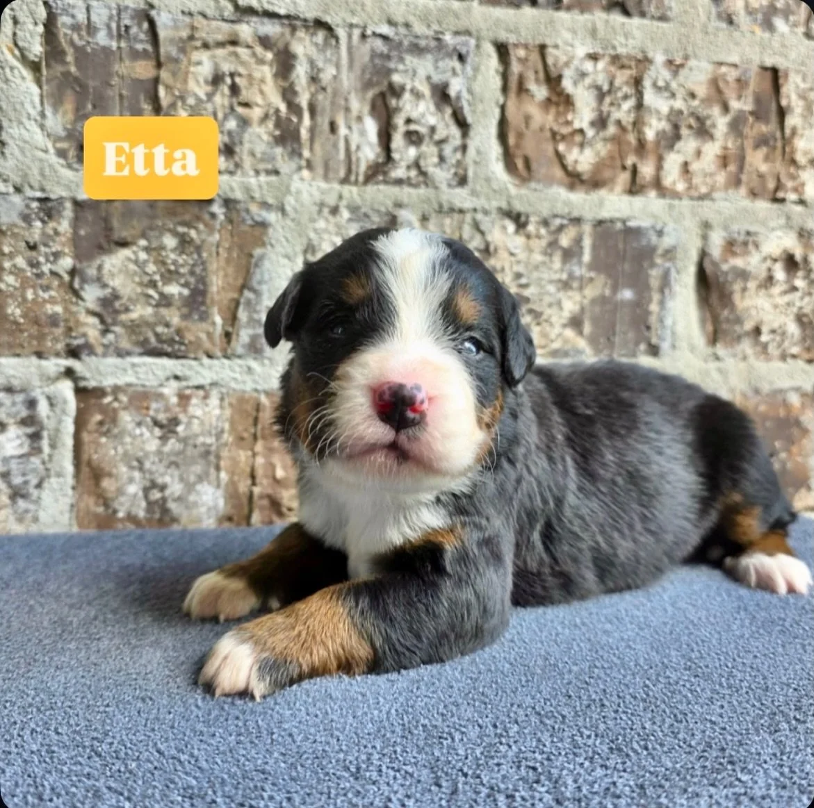 Etta girl is our only pup marked with a big swiss kiss in our MUSCLE SHOALS SOUND litter. a swiss kiss is a white patch of fur on the back of the neck which is rumored to be good luck 😉 Etta is named for Etta James, another Muscle Shoals recording a