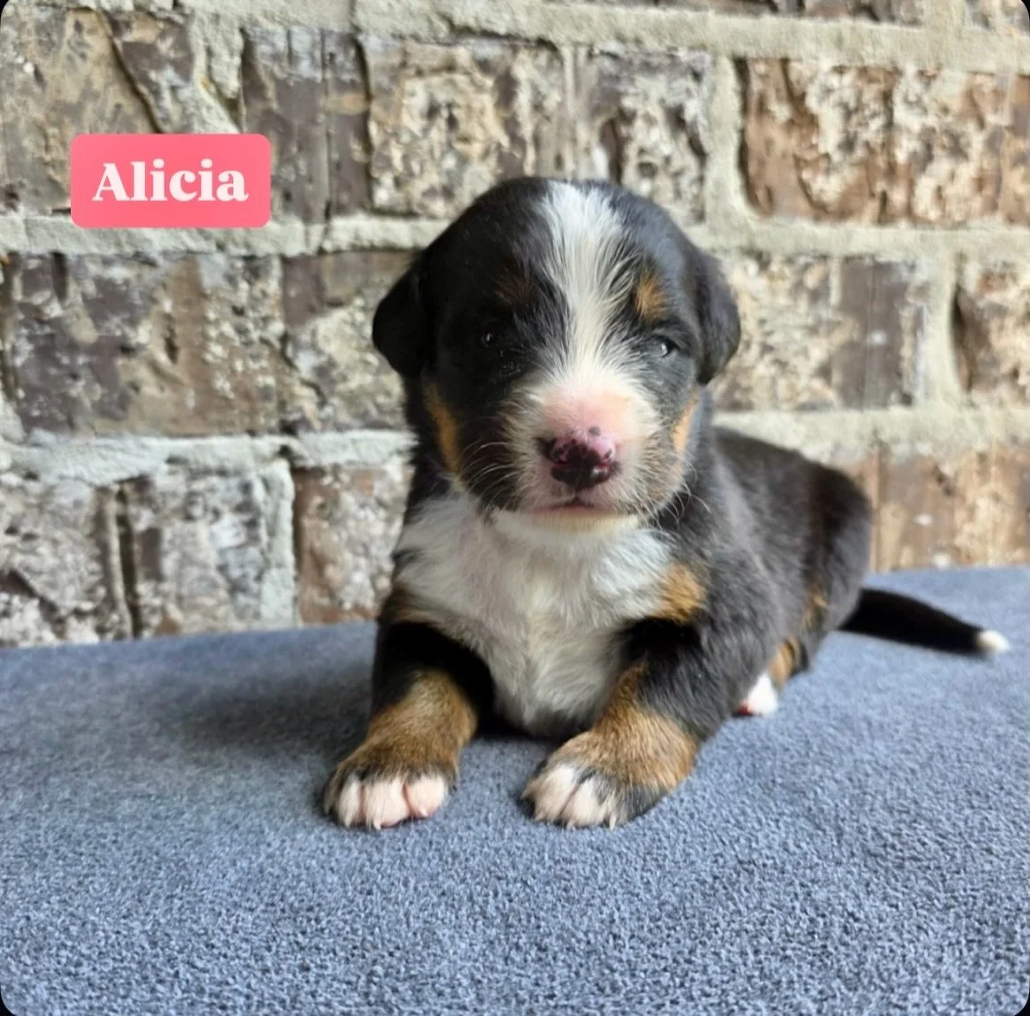 Alicia girl, named for a more current lMuscle Shoals recording artist, Alicia Keys.