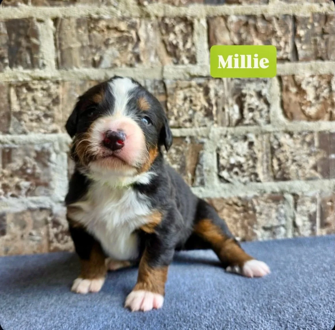 Miss Millie is a gorgeous girl, named for Millie Jackson, from our MUSCLE SHOALS SOUND litter. All of these artists have helped shape the musical landscape of Alabama ☺️
