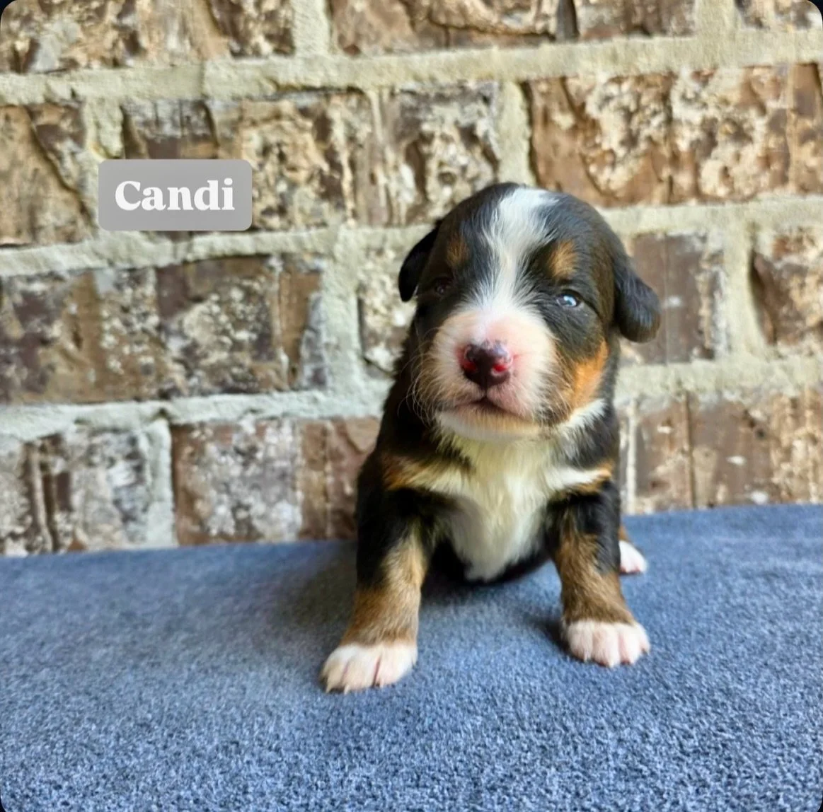 Candi, another beauty, from our MUSCLE SHOALS SOUND litter. Her namesake is Candi Station.