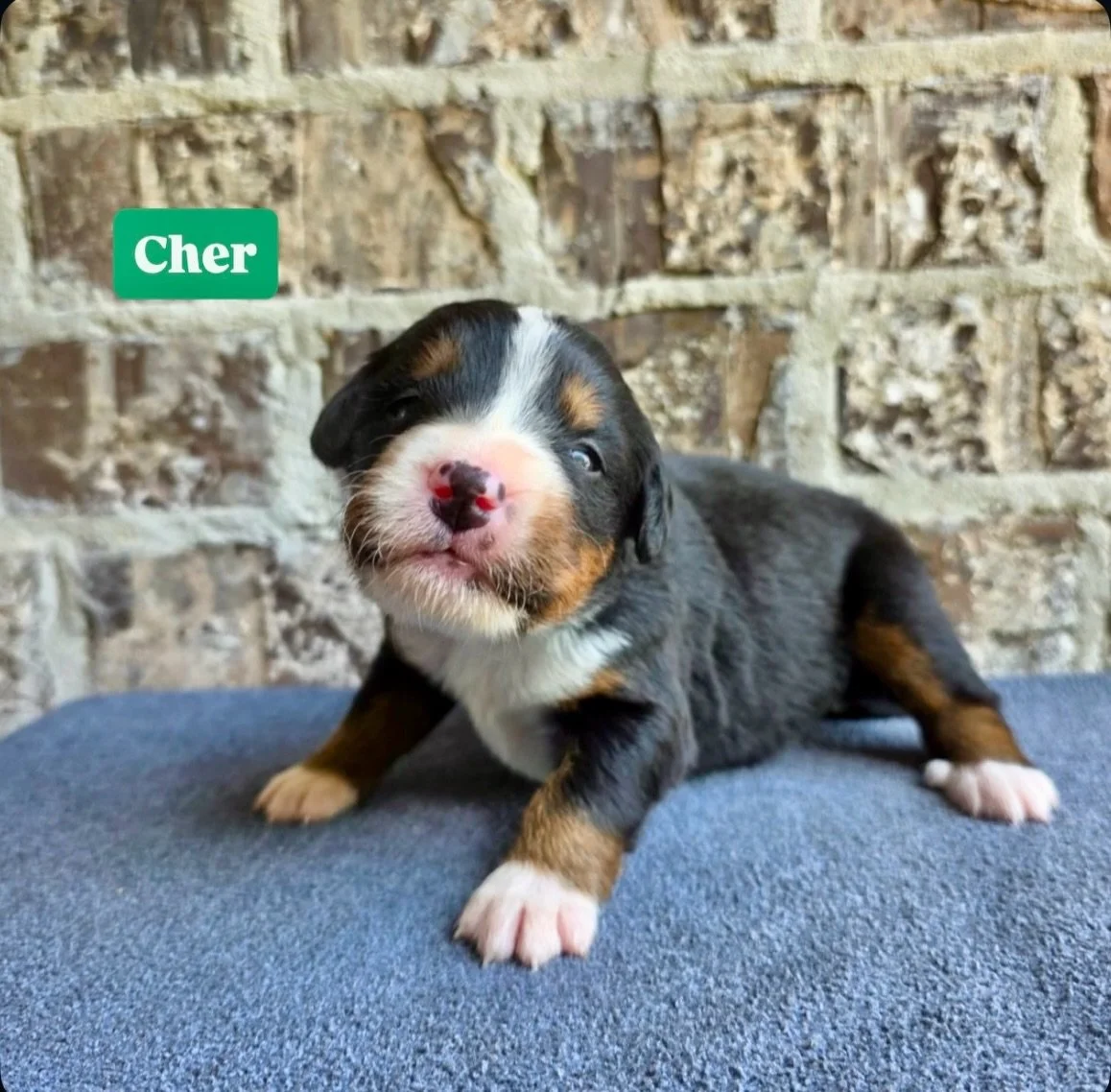everyone knows Cher 😏 many may not know that she also recorded in Muscle Shoals, Alabama and this little berner girl is so named in her honor.