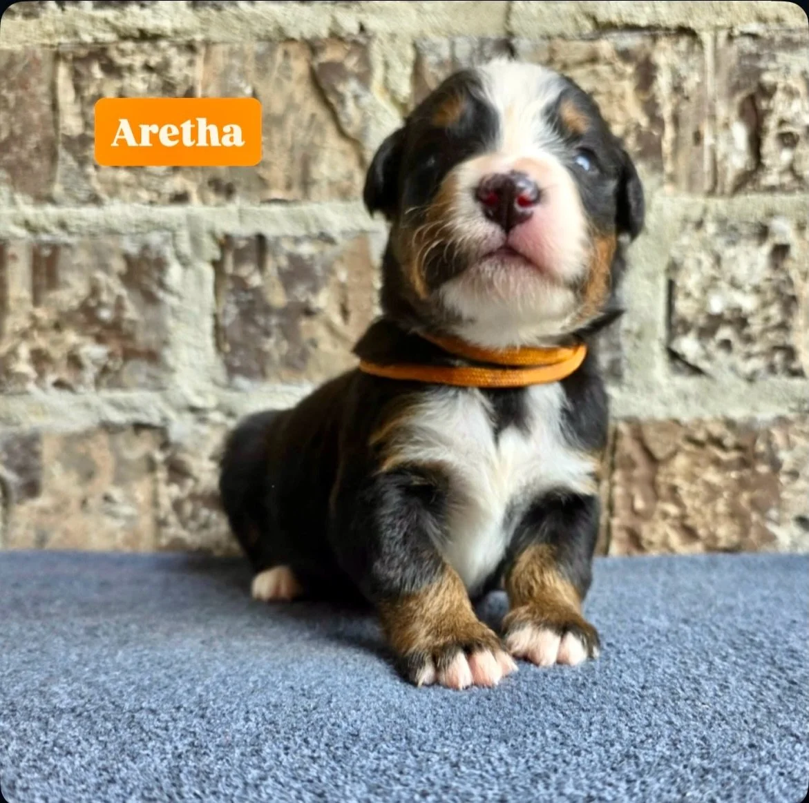 Miss Aretha Franklin from our MUSCLE SHOALS SOUND LITTER
