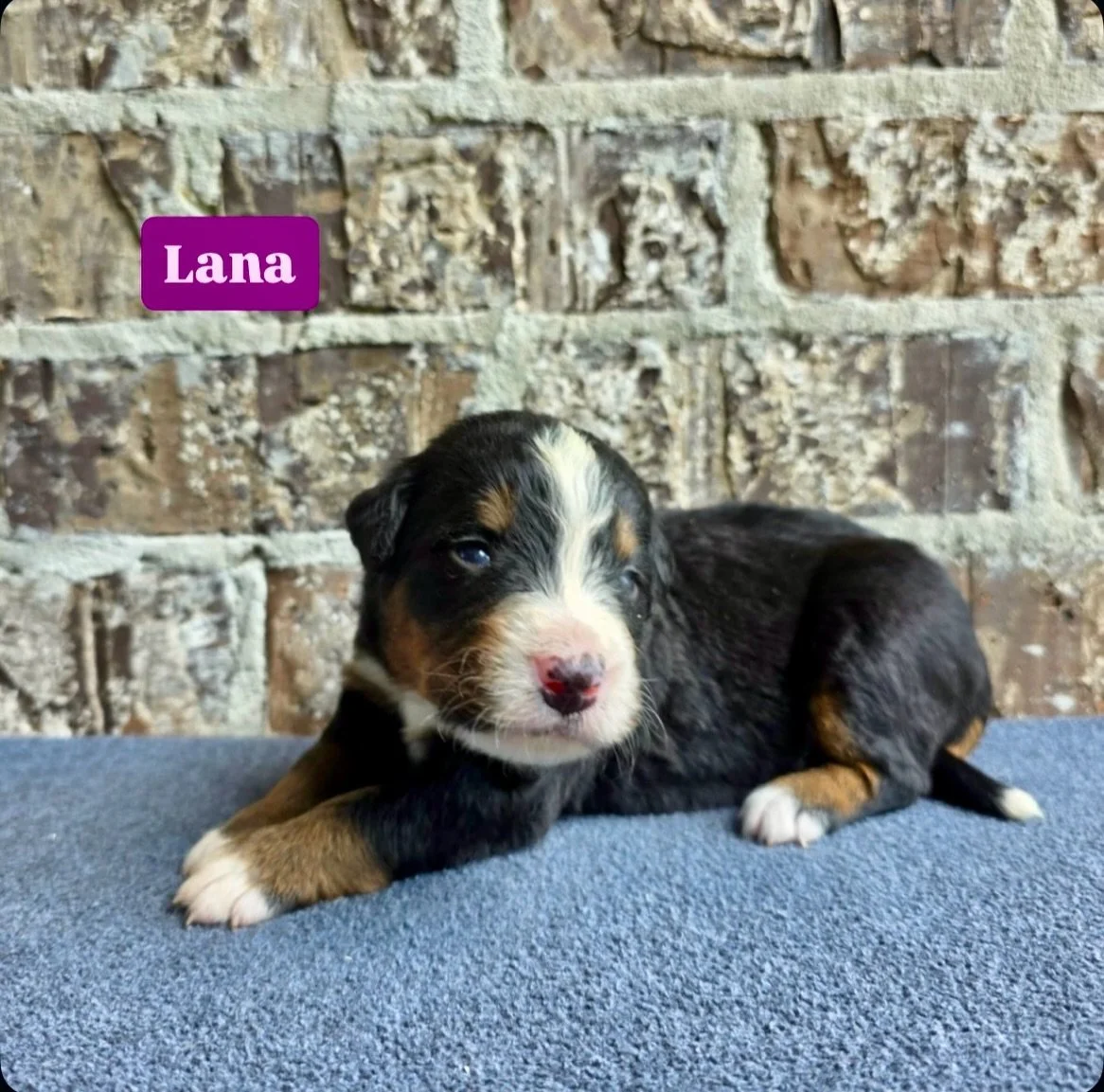the lovely Lana is named after a more recent artist who recorded in Muscle Shoals just a few years ago, Lana Del Ray.