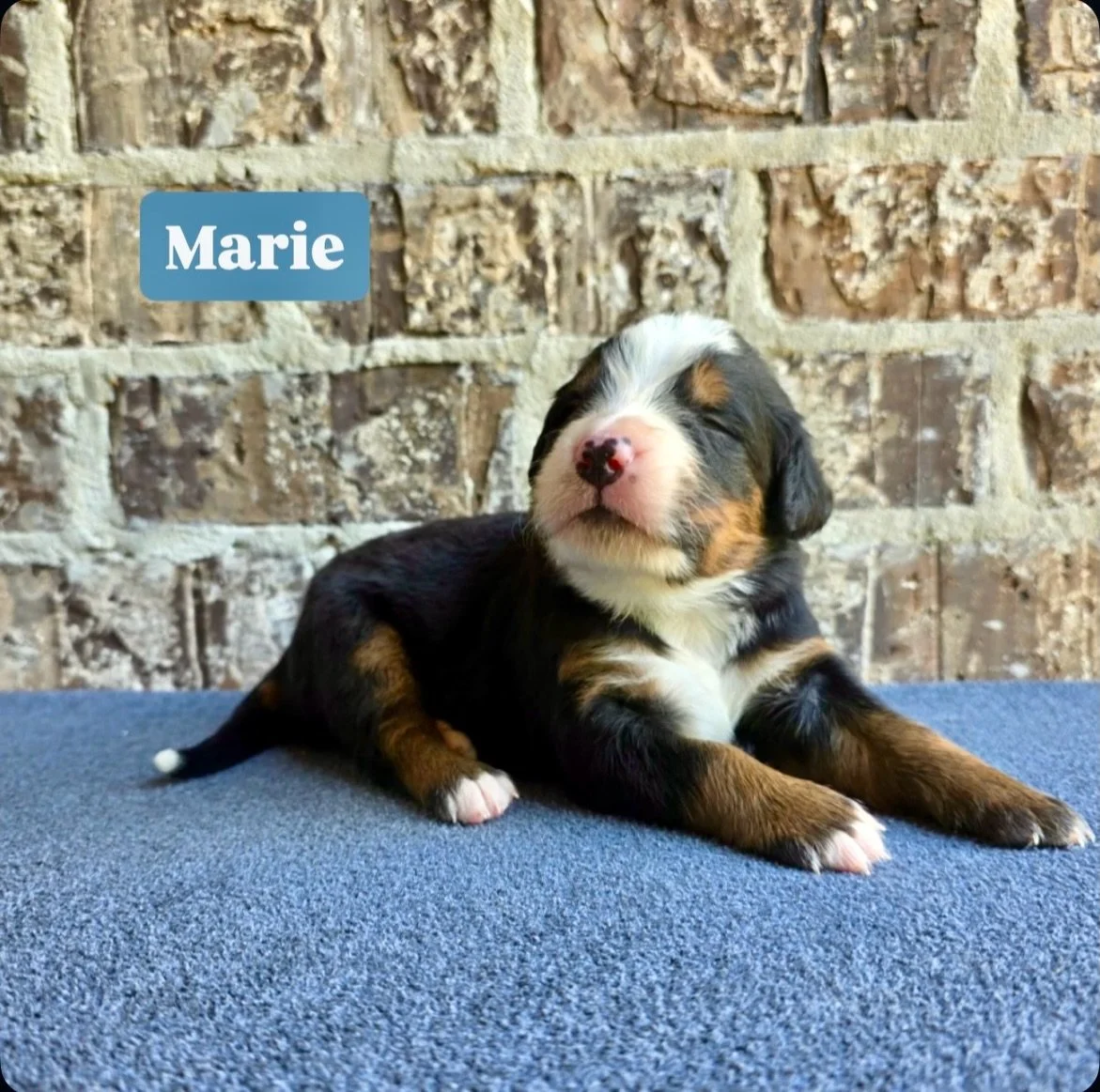 little Marie is named for Marie Osmond of the Osmonds &hearts;️
