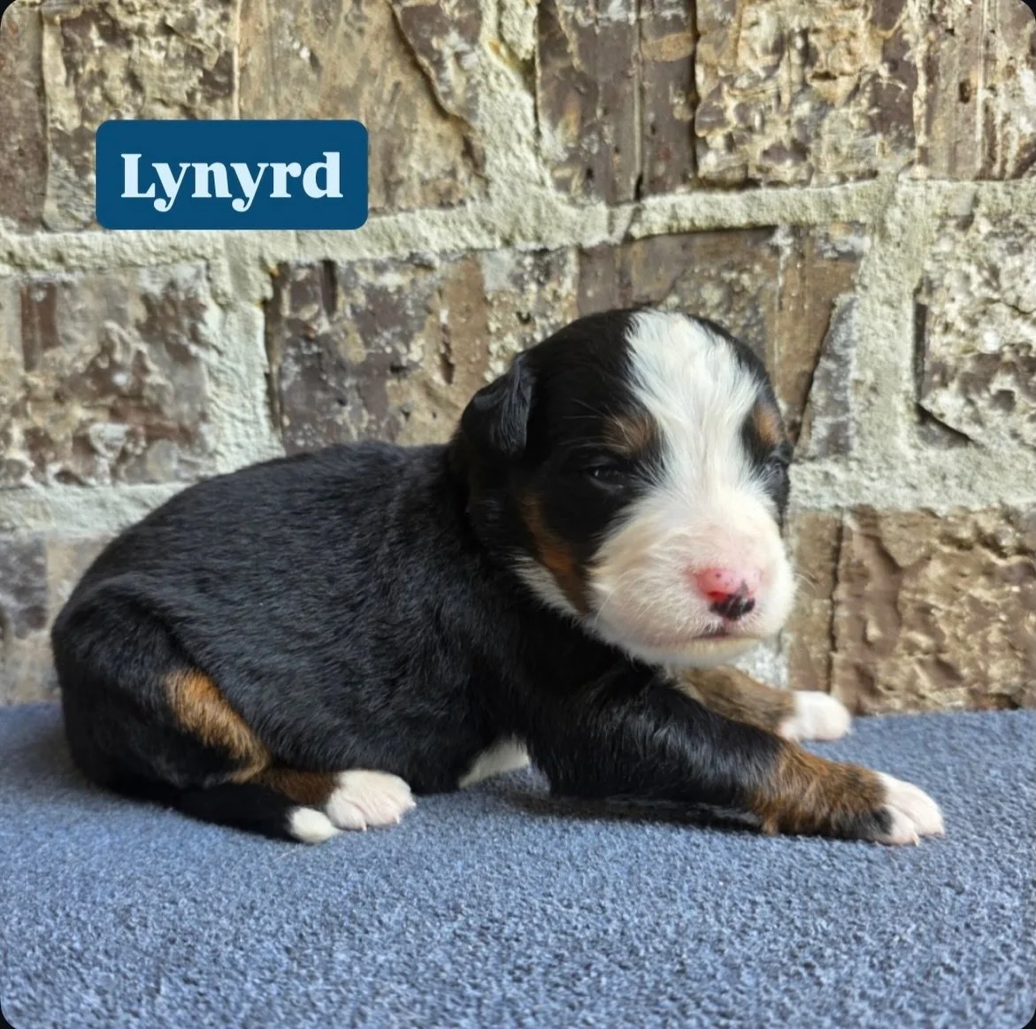 can&rsquo;t have a litter in honor of Alabama and not honor the Lynyrd Skynyrd. 🎶In MUSCLE SHOALS we have the swampers 🎶 Lynyrd boy has our most bama legendary name sake ☺️