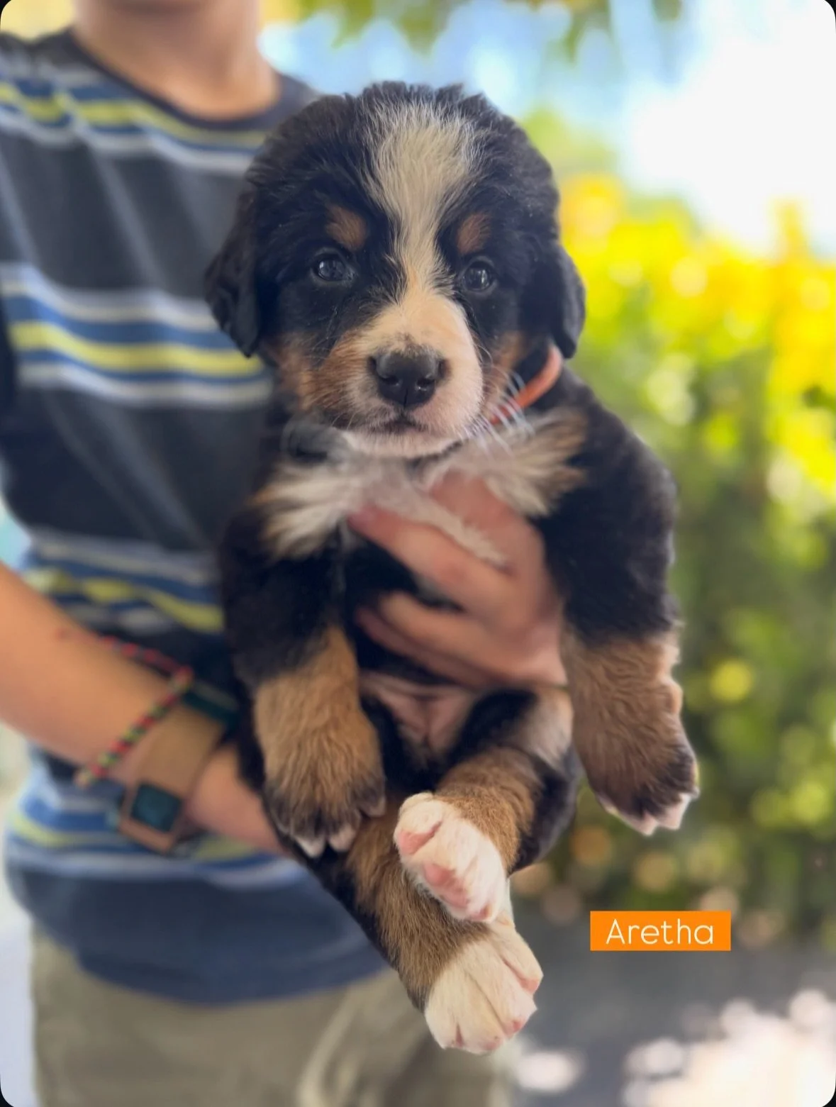 Our Muscle Shoals Sound litter of Berner pups are almost 5 weeks old now and they are growing like little weeds!