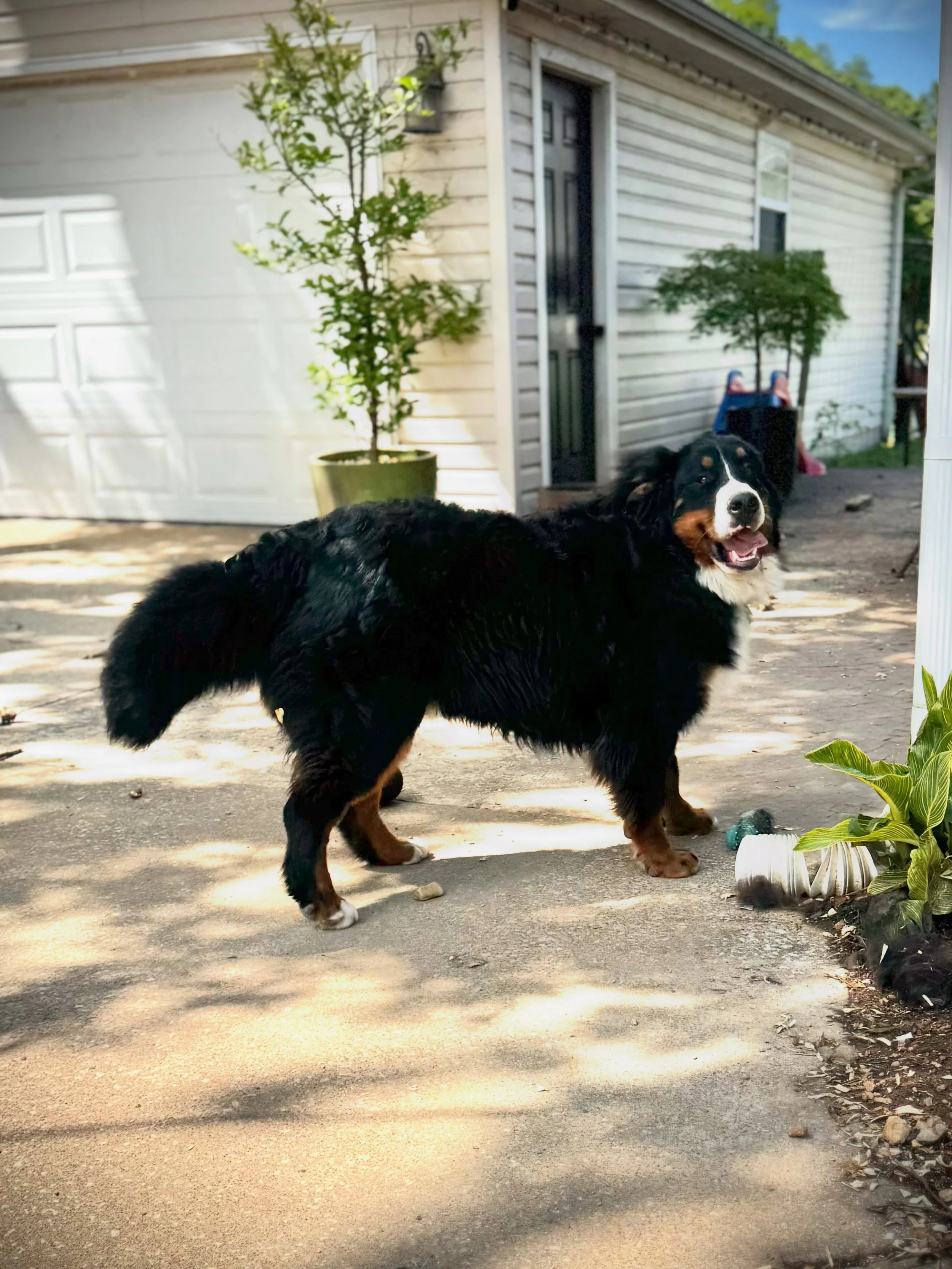 Happy Heros the Berner Bear 🐻