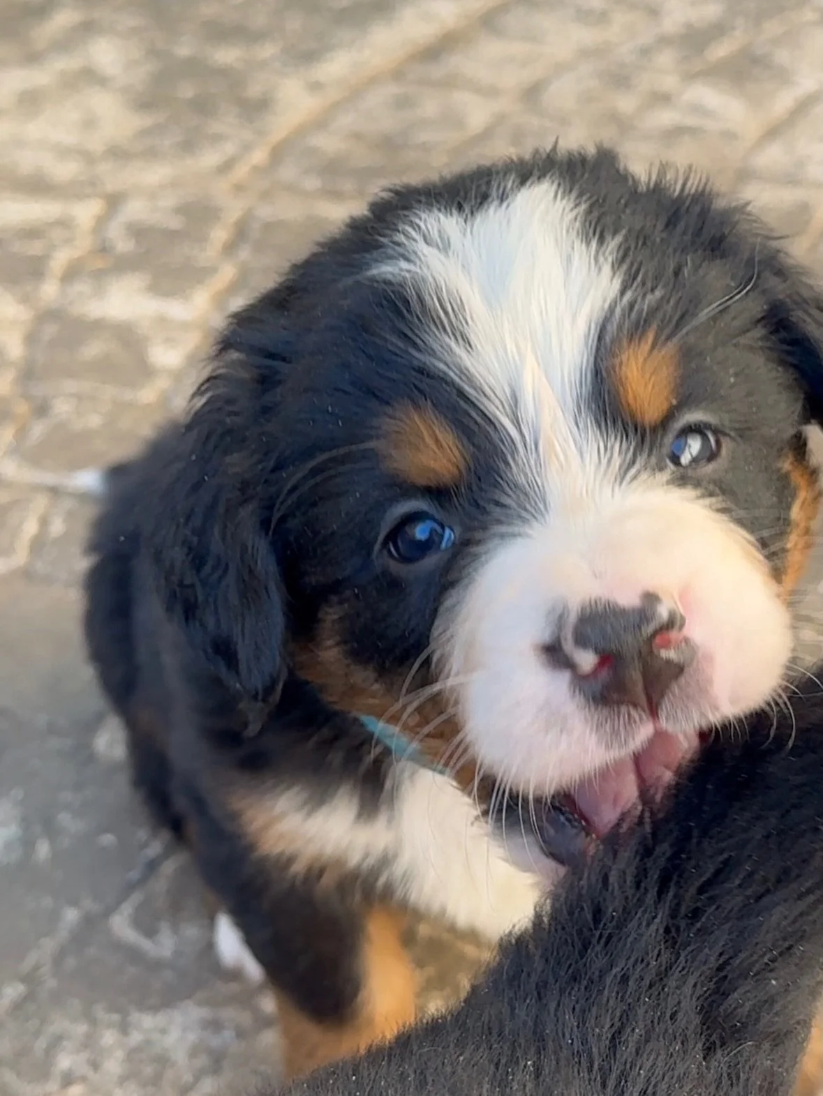 just a photos from the last few days 🙂 we are still taking applications for a few girls spots. #bernesemountaindog #berner #puppylove #cute #puppy