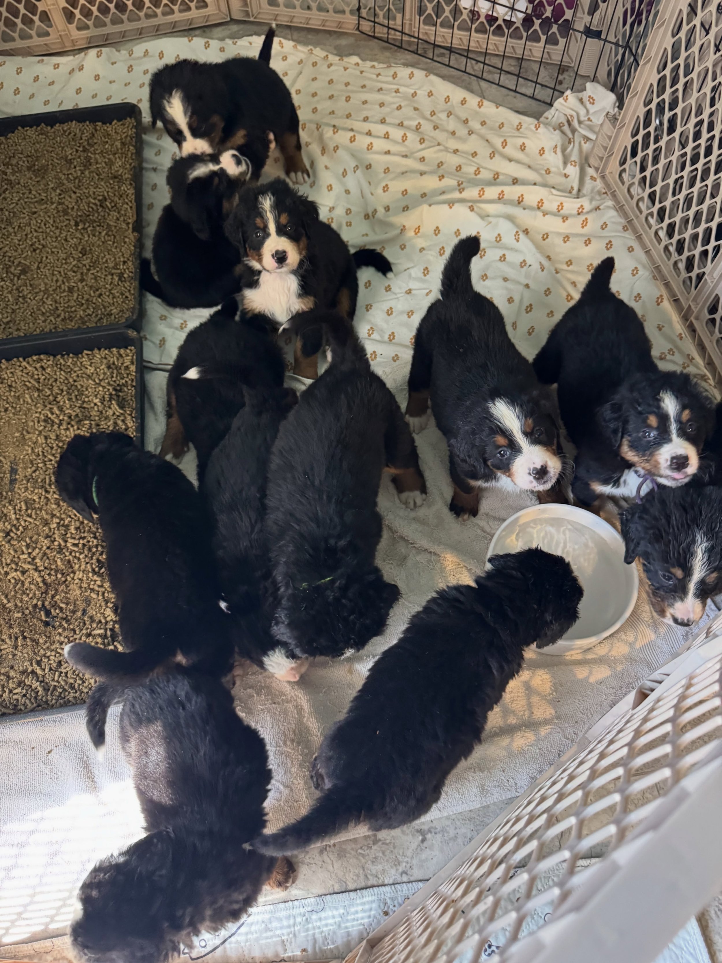Good morning from the Berner pups!