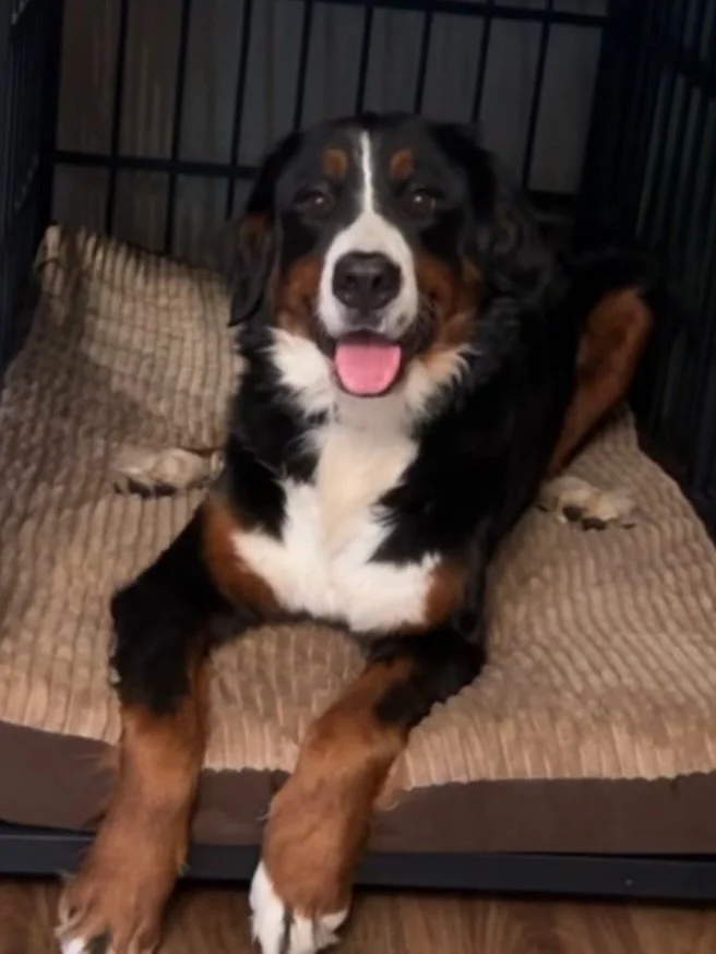 Our Timeless Beauty Talley thriving in her guardian home. She&rsquo;s a year and half now and we are planning her first litter for probably early Spring of 2027. She is the daughter of Magnus and Fiona. The plan is to pair her with Heros. Isn&rsquo;t