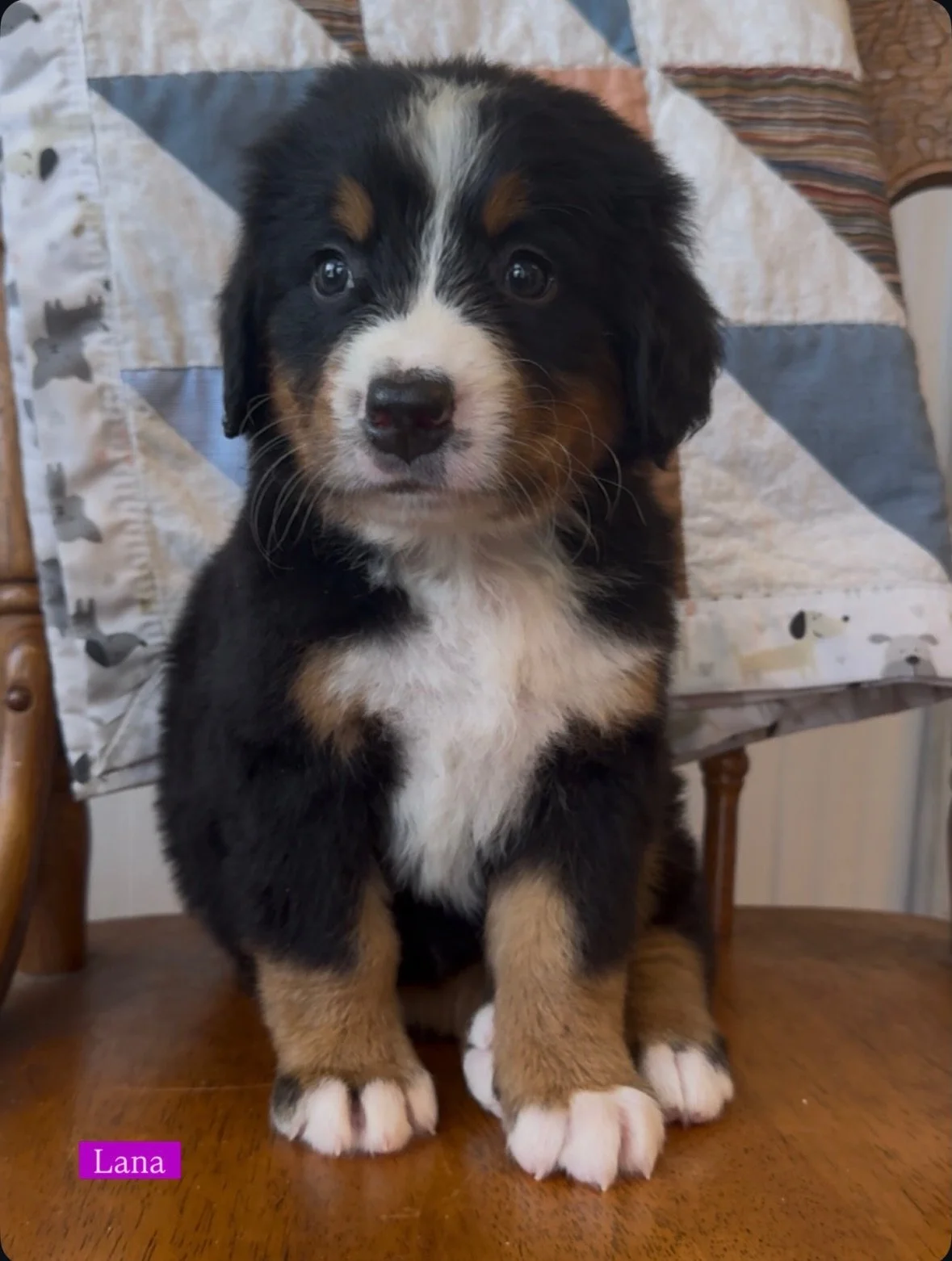 The Berner babies are nearly six weeks old and it&rsquo;s been a big day for them. We got our six week dewormer, baths, blow dries and photos. They clean up nice 😊 🫶🏼Which one would you take home?🫶🏼
