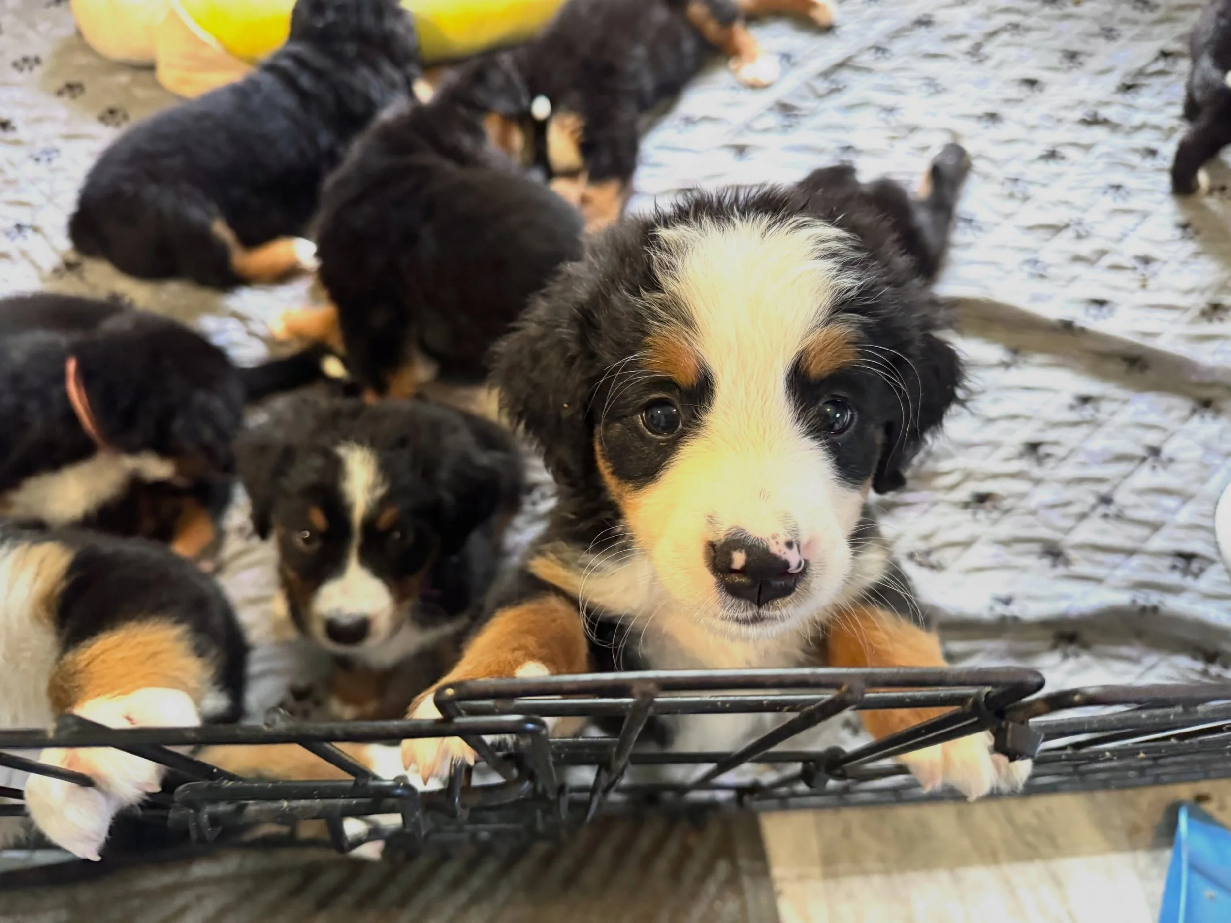 we are so ready to go back outside and play. the rain has stopped. hopefully it will stay dry long enough for a play session this evening.
