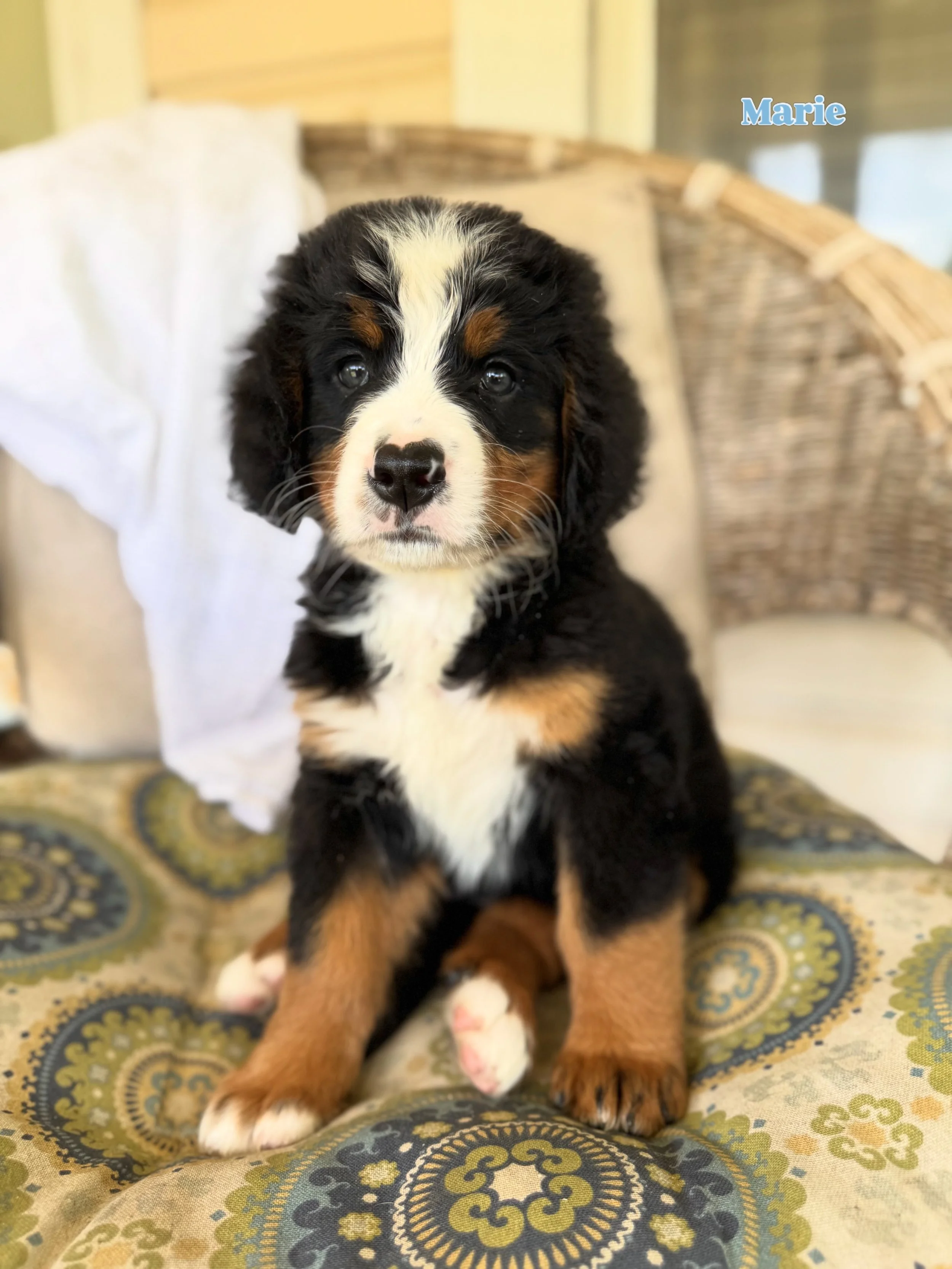 The Berner pups are almost 7️⃣ weeks. Most have their families, but still taking applications for a few girlies❗️Our website has more information about these sweet girls 🐶