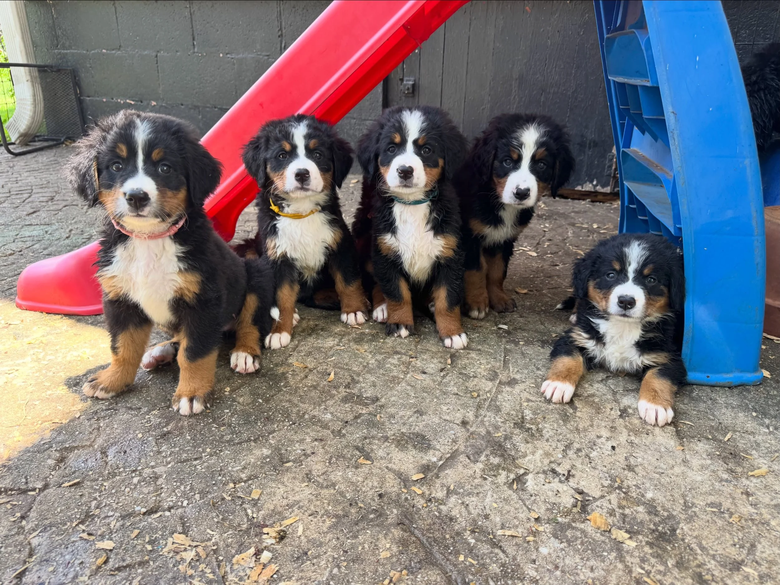 I like to call this series &ldquo;Mom, where&rsquo;s our lunch?&rdquo; They are not pleased to see me empty handed. 😅 We finally got to go play this morning and I wanted to get some sweet pictures/videos of them playing. I thought I might could get 