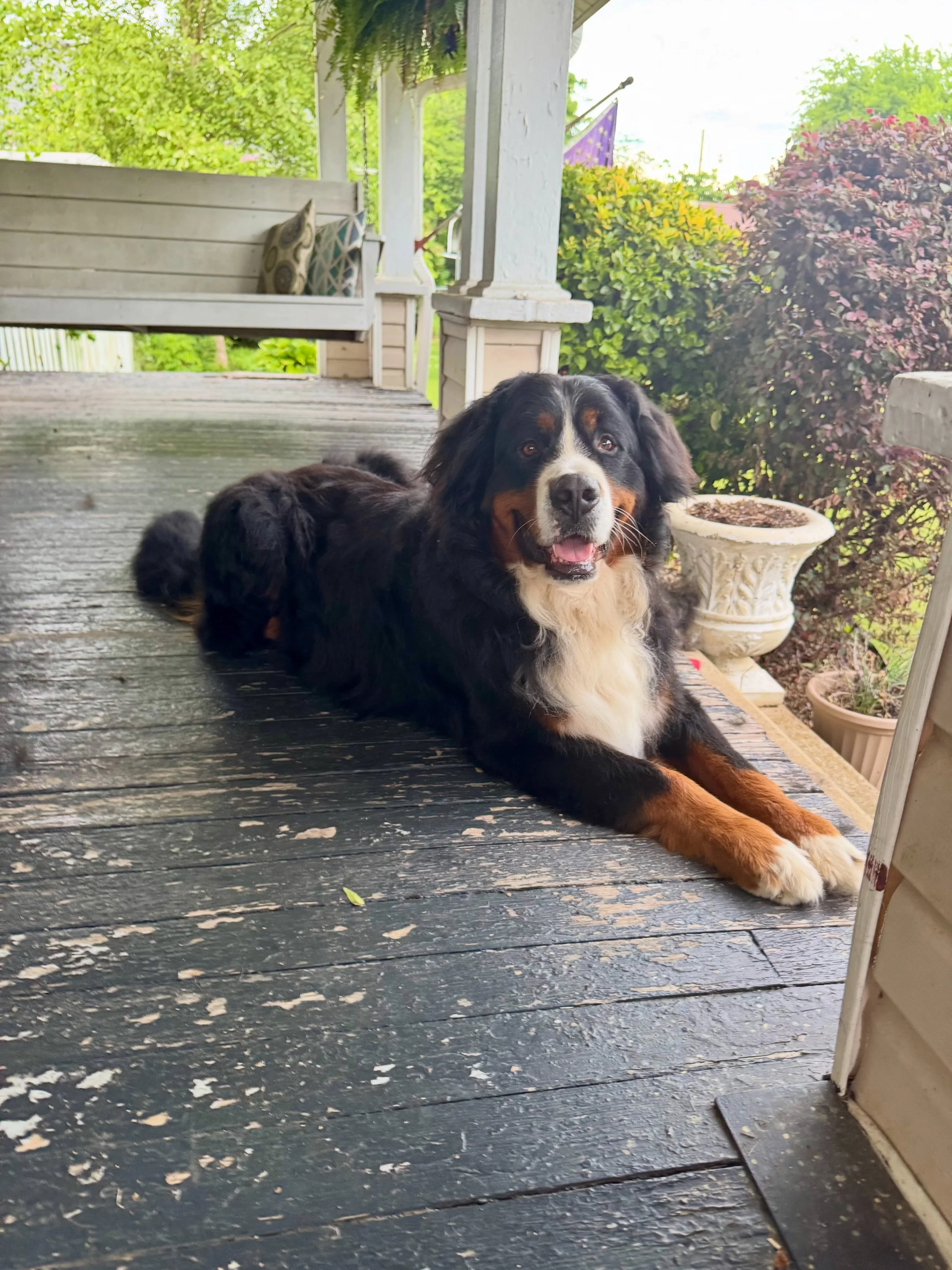 my Magnus. He was in need of a good grooming. We worked to rectify that tonight. He&rsquo;s the bestest boy 🥰