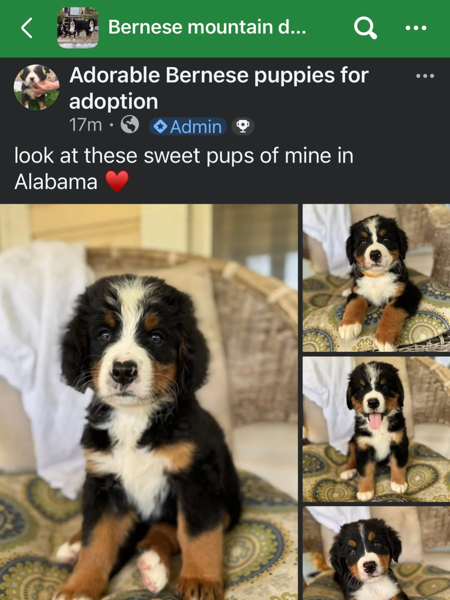 stolen content: it&rsquo;s exhausting and it makes me so upset when someone steals MY photos of MY dogs with the intent to SCAM people. These people create these groups on facebook and make themselves the admin so they seem trustworthy, but the only 