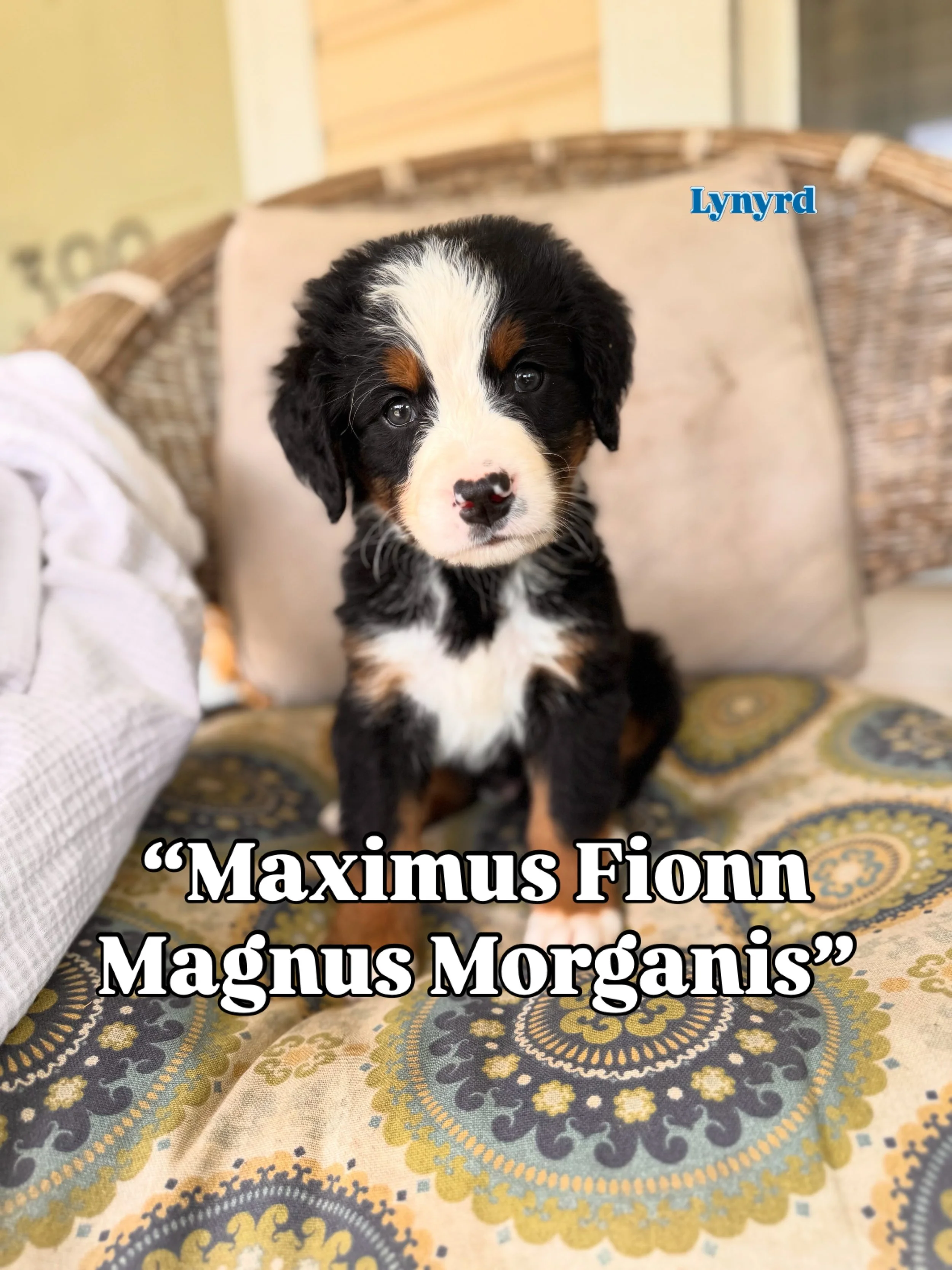 sweet little boy Lynyrd has a new name fit for a king and i love it ☺️ I&rsquo;d like to introduce you to MAXIMUS FIONN MAGNUS MORGANIS or for those who know him best &ldquo;Max&rdquo;. This fabulous title his family said they wanted to pay tribute t