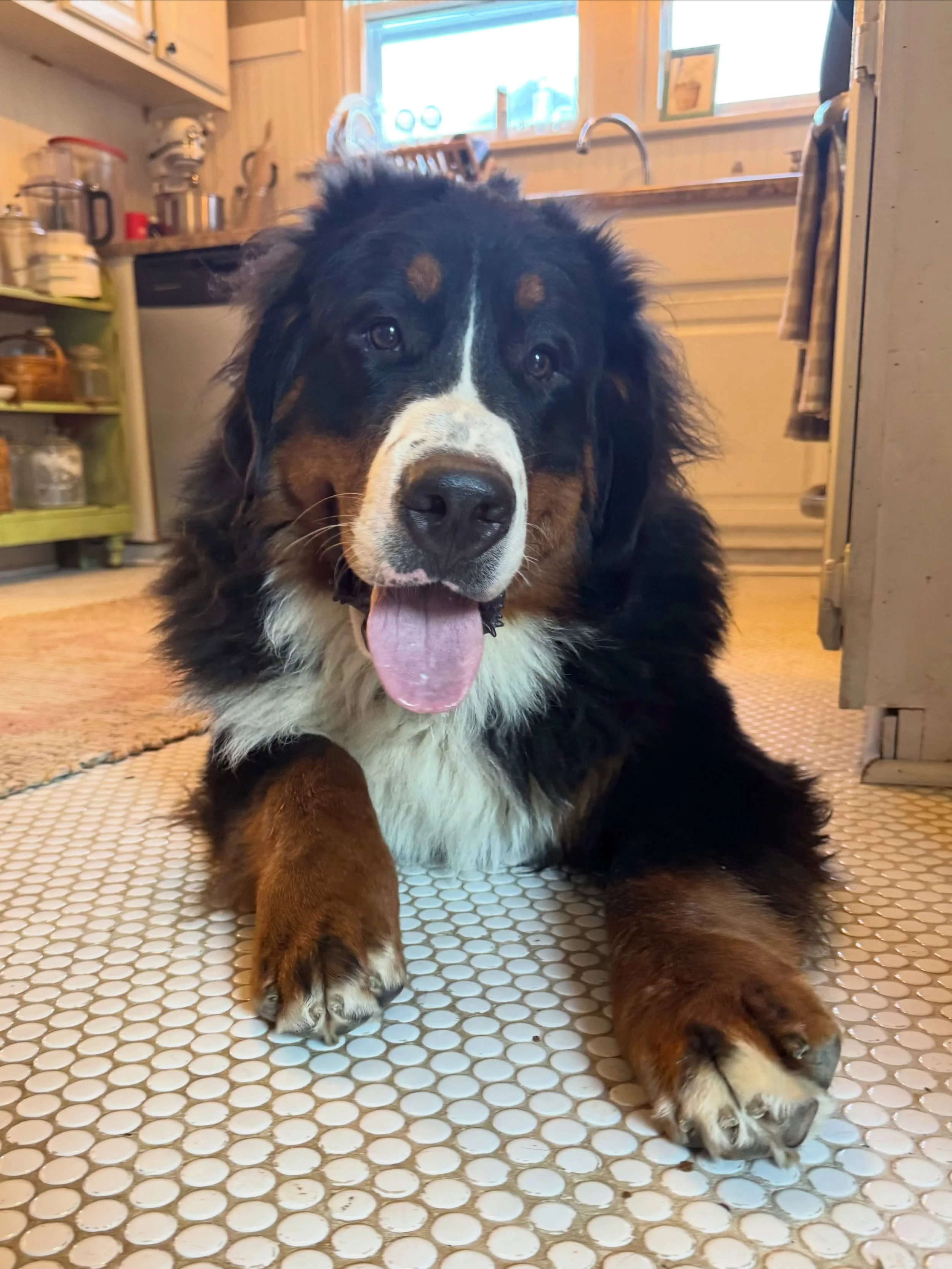 this goofy boy isn&rsquo;t looking much like a puppy anymore. i feel like if Heros was a teenage boy rather than a teenage pup he would be embarrassed and disown me for posting these 🙈