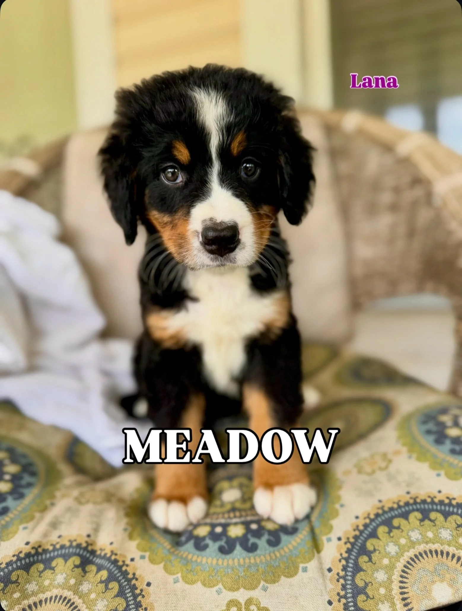 Lana girl will be now &ldquo;Meadow&rdquo; from now on. She will be moving to the Birmingham area this weekend where she will have lots of furry cousins to play with. I know she will be so happy there.
