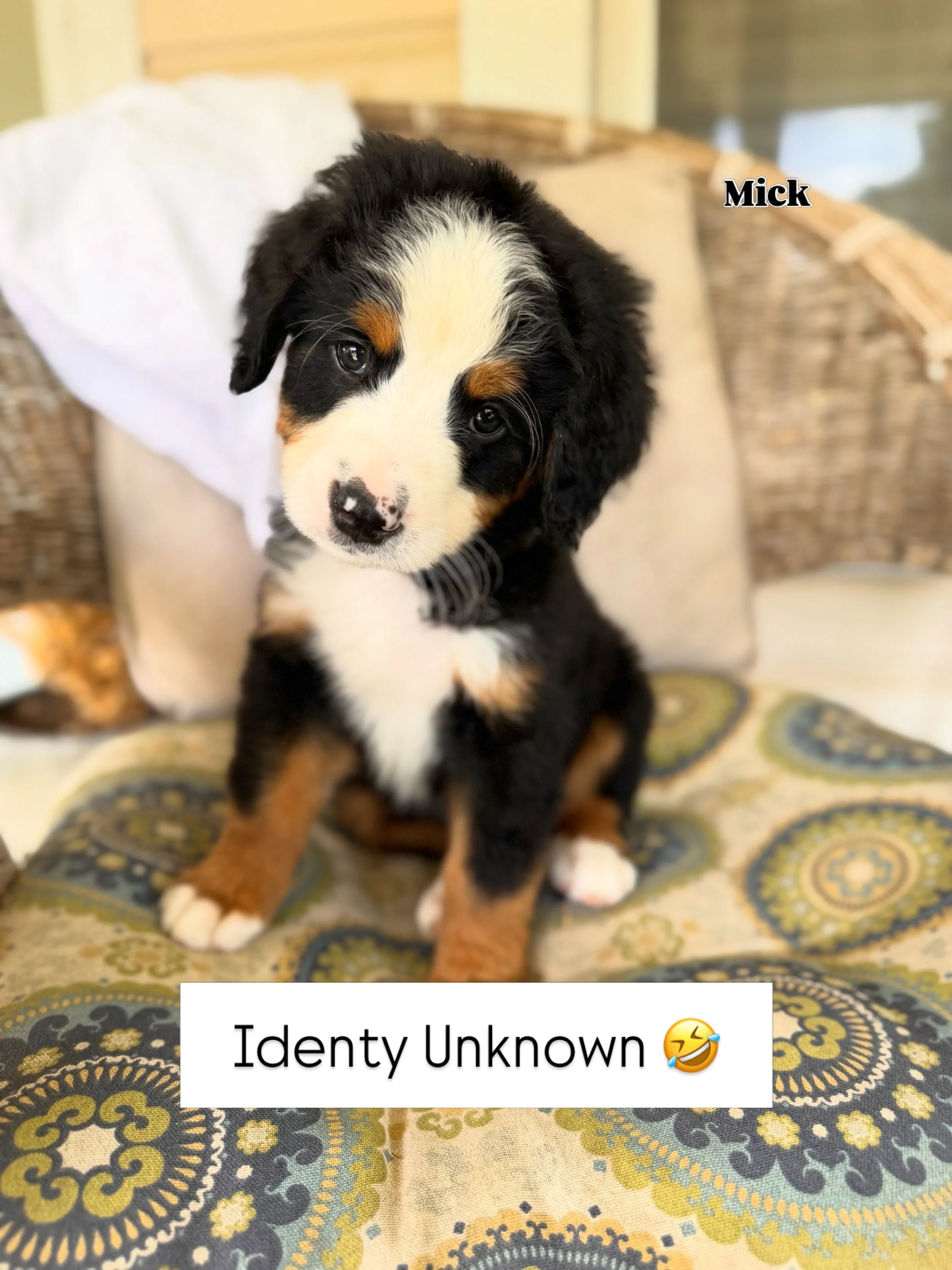 Mick boy will also be heading to his new family this evening in a neighboring town of Athens, AL, not far at all. They are having a hard time naming him and want to spend some time with him before making anything official, which is understandable!
