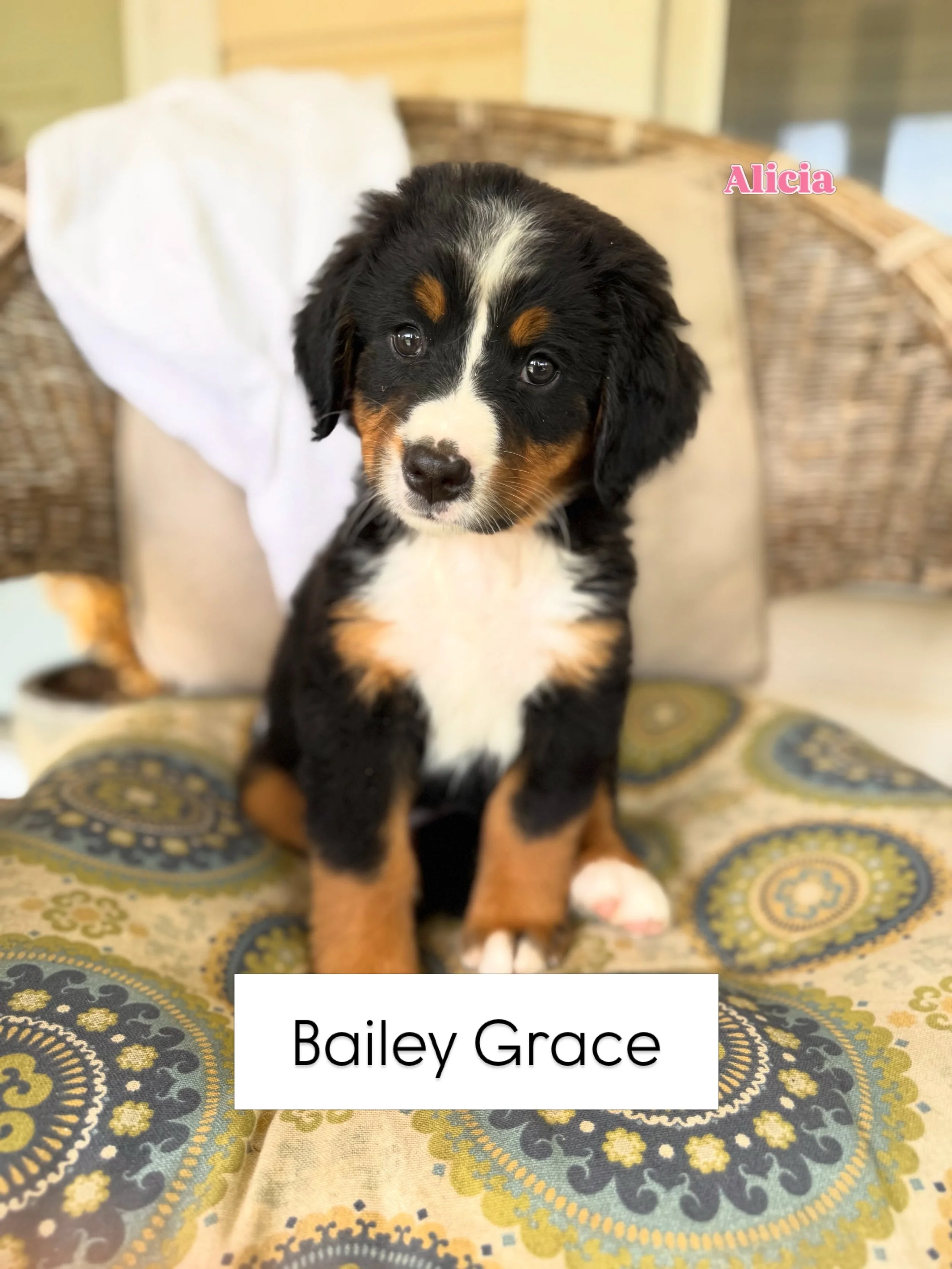 Our sweet Alicia is heading to her new home this evening and will now be affectionately known as Bailey Grace, a family name &hearts;️She won&rsquo;t be going too far, just a few hours south in central Alabama. She will have two kiddos of her own and