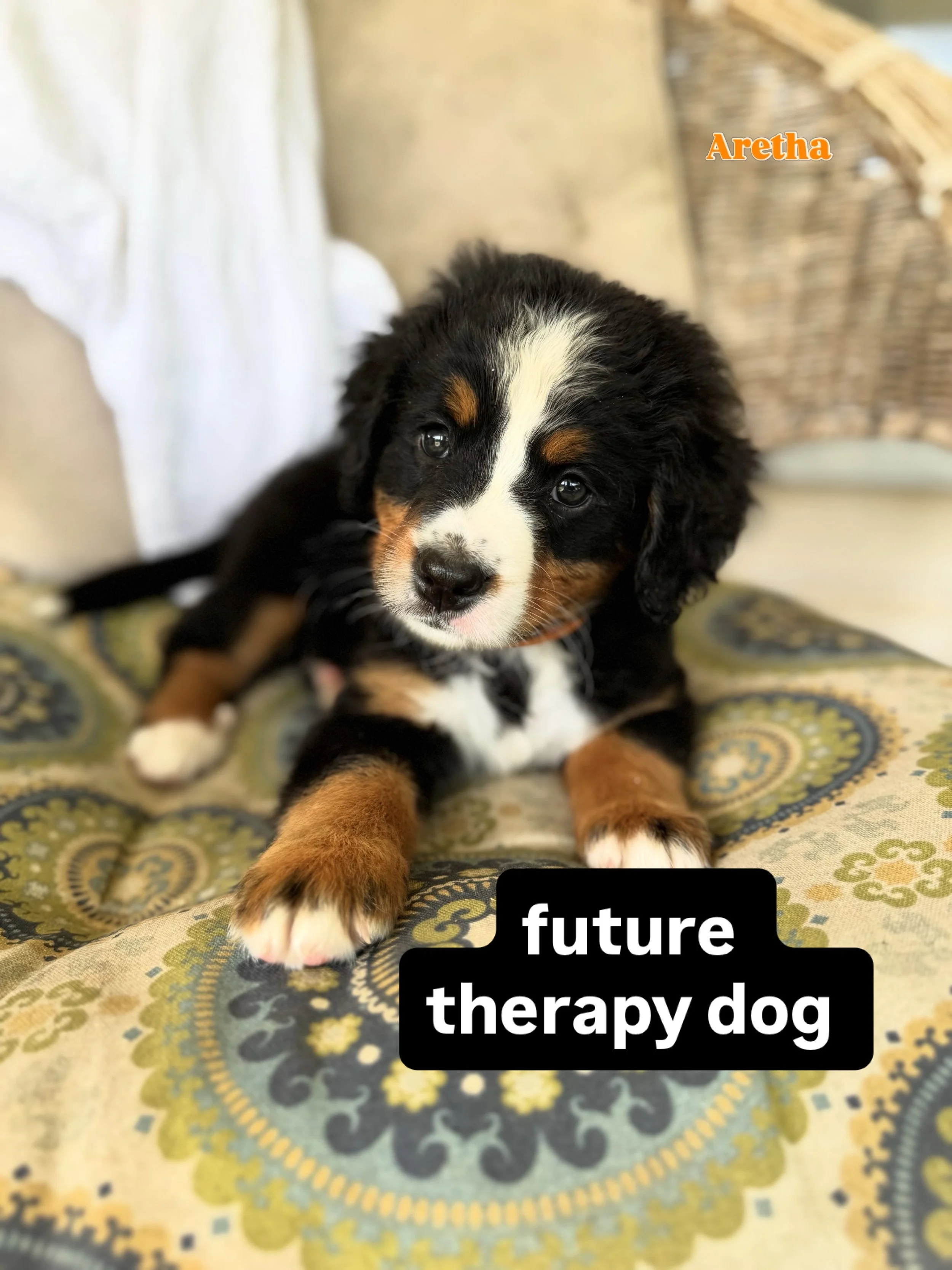 I&rsquo;m very excited to say that our tiny Aretha has landed herself a wonderful home in Florida as an up and coming therapy dog for veterans, childrens hospital patients, and dementia patients  As soon as her new family told me what they were looki
