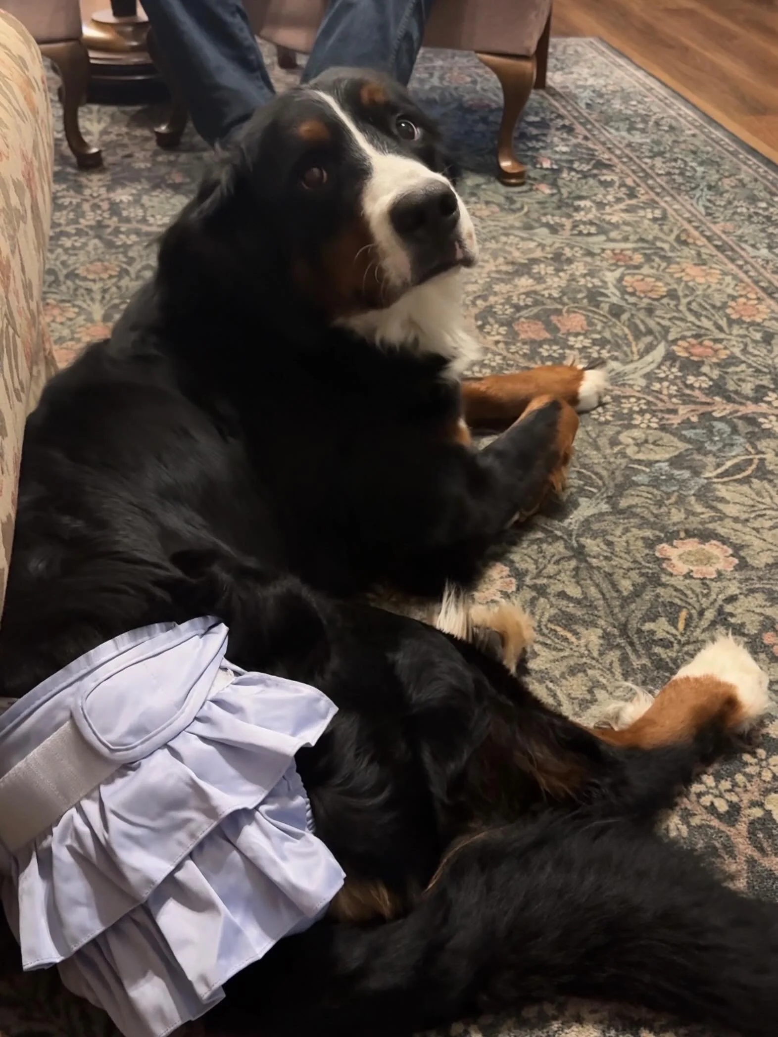 our Talley is in her second heat at 18 months old. She will not be bred right now because she isn&rsquo;t 2 yet, but her next heat should fall around early next year, which will mean a Spring litter from her. We do plan to get her final hip scores af