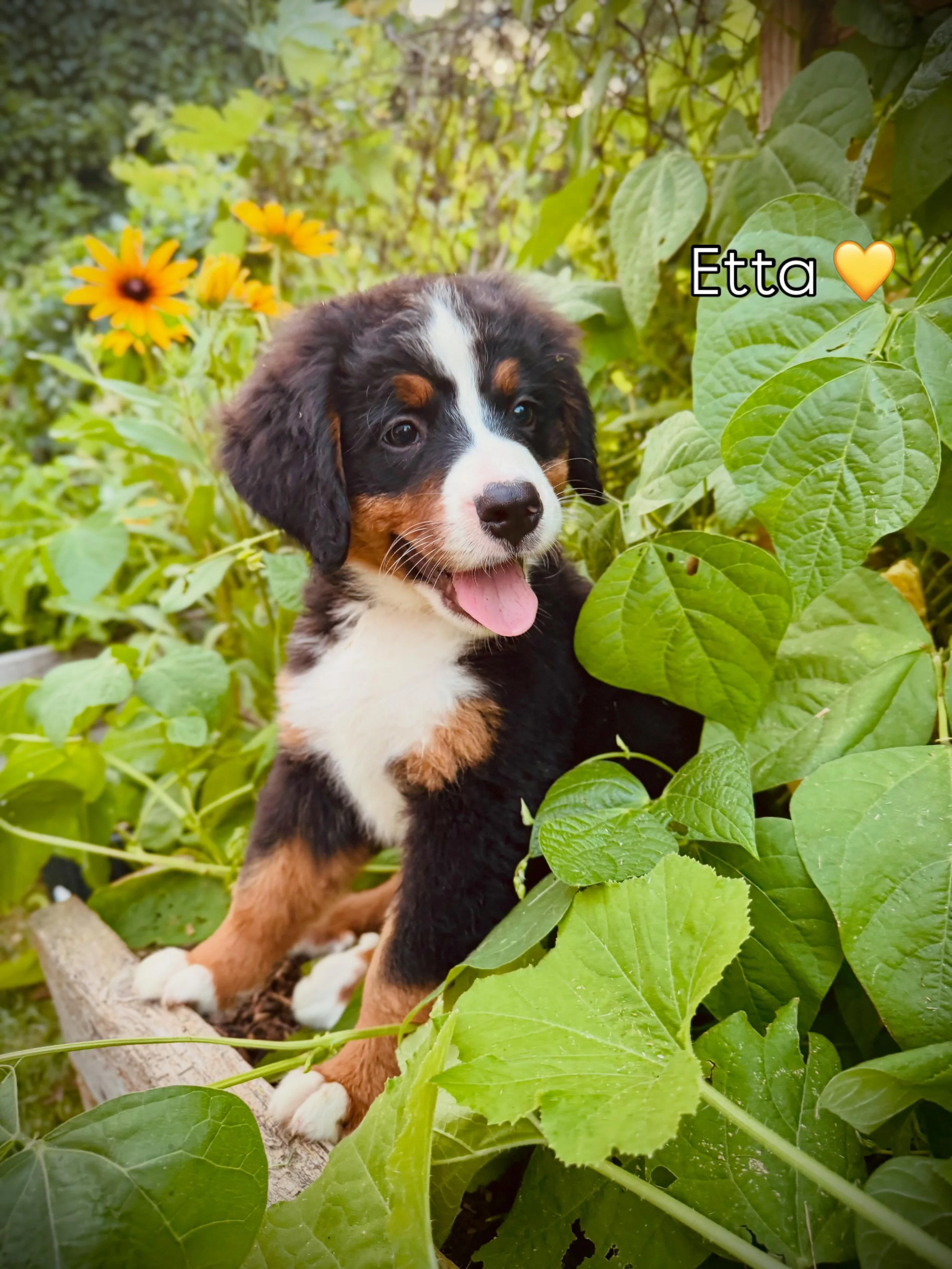 Etta💛🥹 among the black eyed susans🌼 she&rsquo;s patiently waiting for her people!#berner #bmd #puppy #mansbestfriend