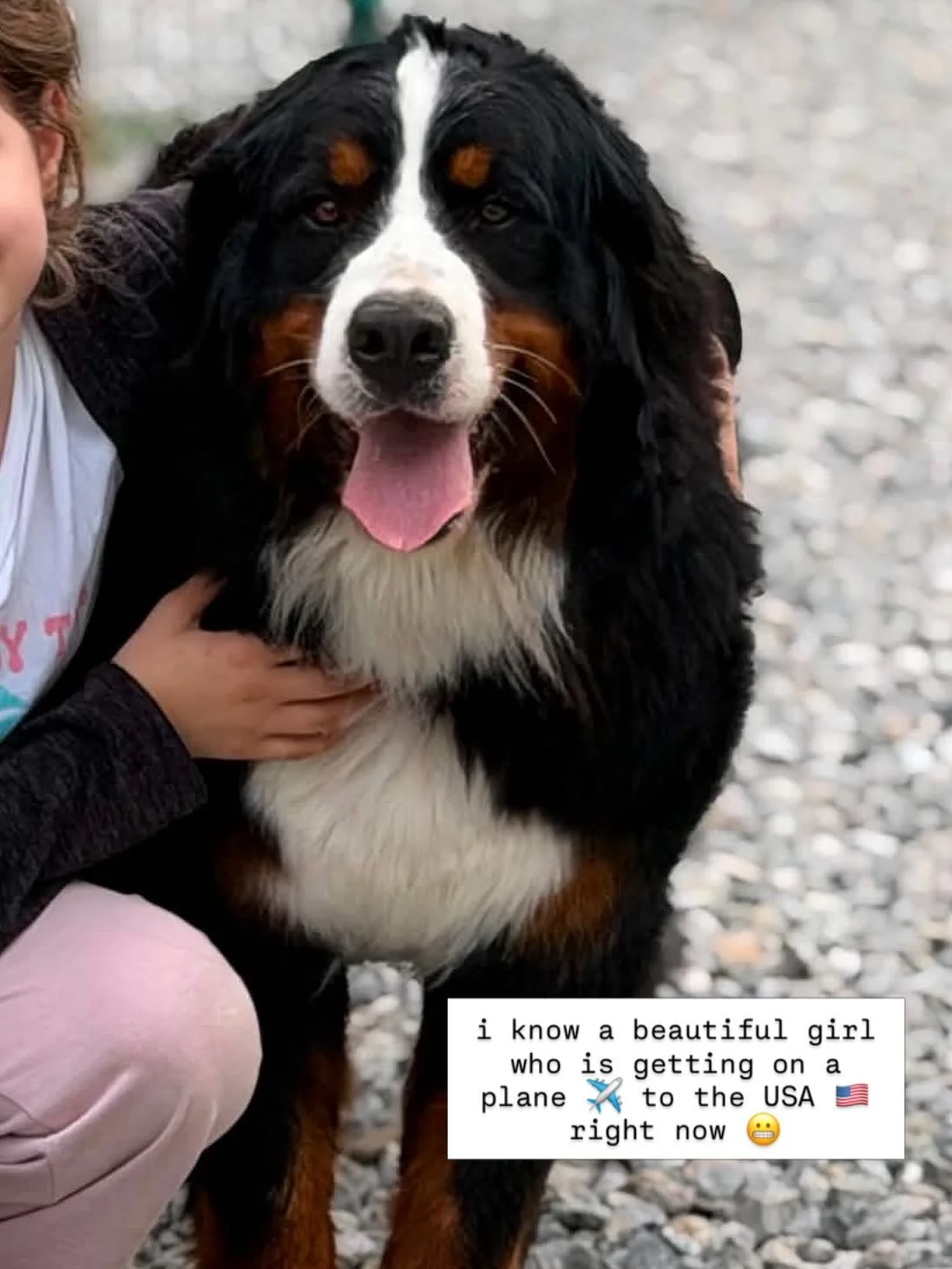 our Molly un Passo Avanti is headed our way from Serbia! 
I haven&rsquo;t decided if we will call her Molly or give her another call name. What do you think fam?! What would you call her??