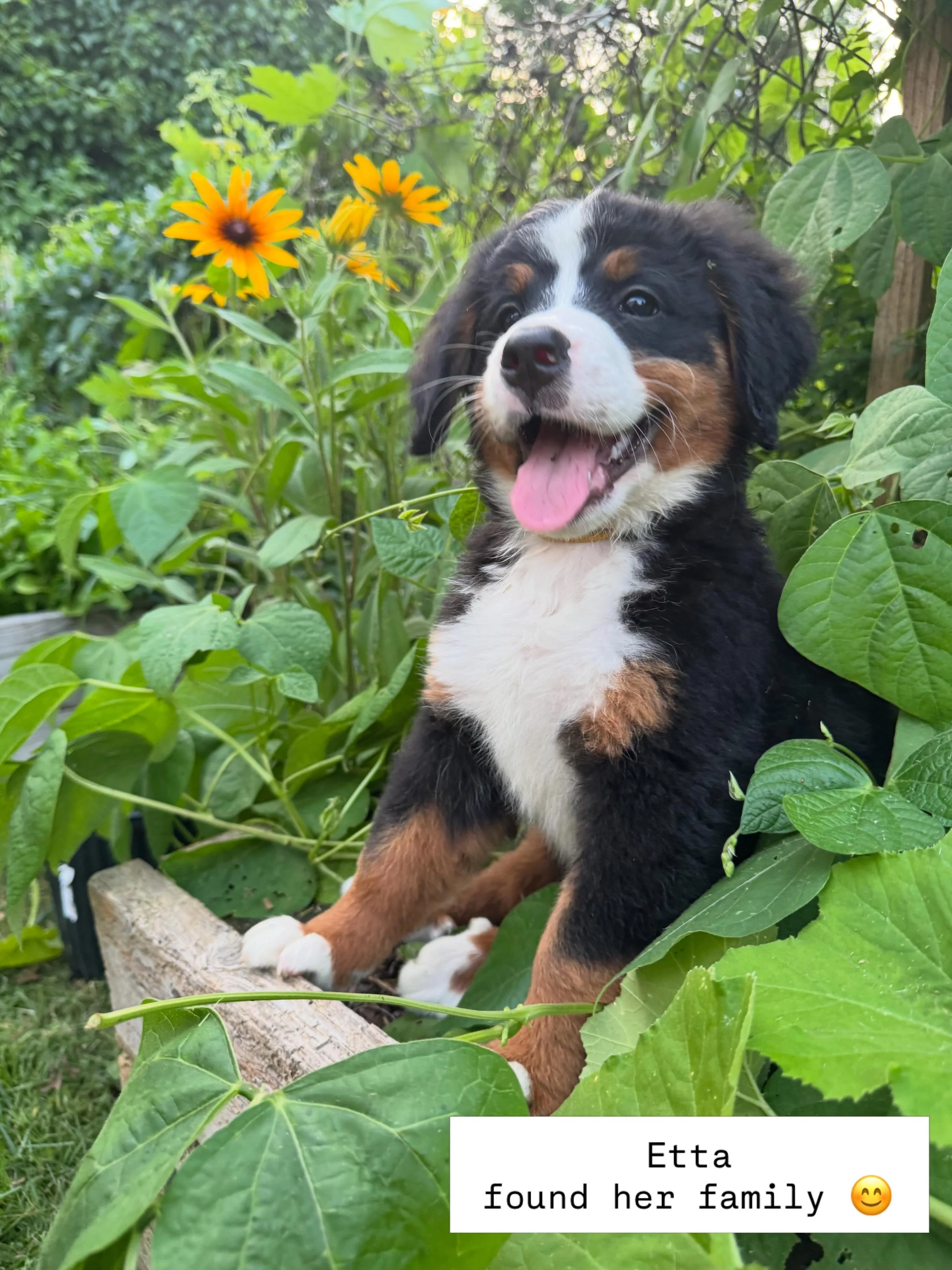 sweet Etta 🌼 is flying out to Portland, Oregon in the next few days to join her new family. I&rsquo;m so excited for her!