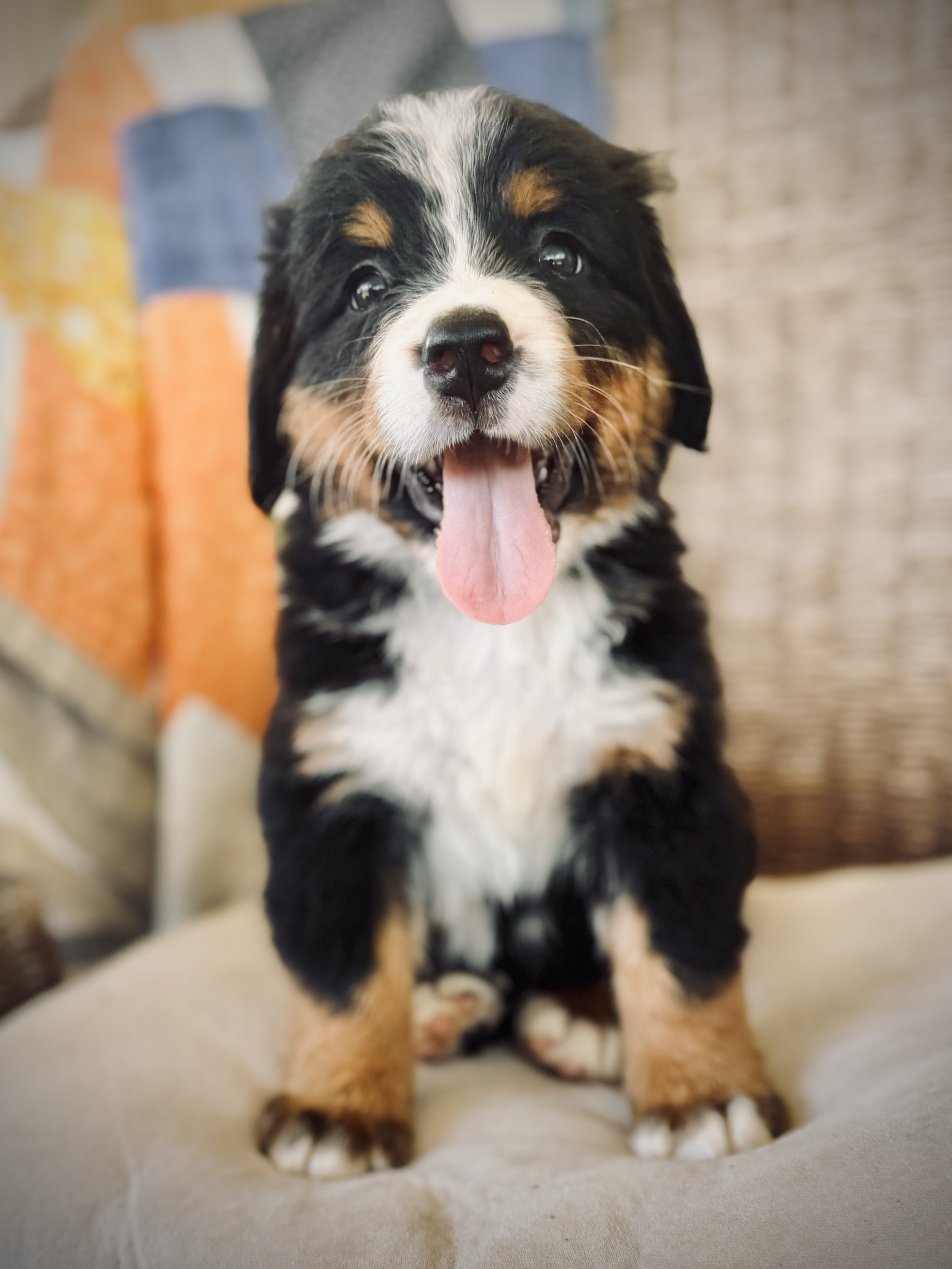 Bernese Mountain Dog