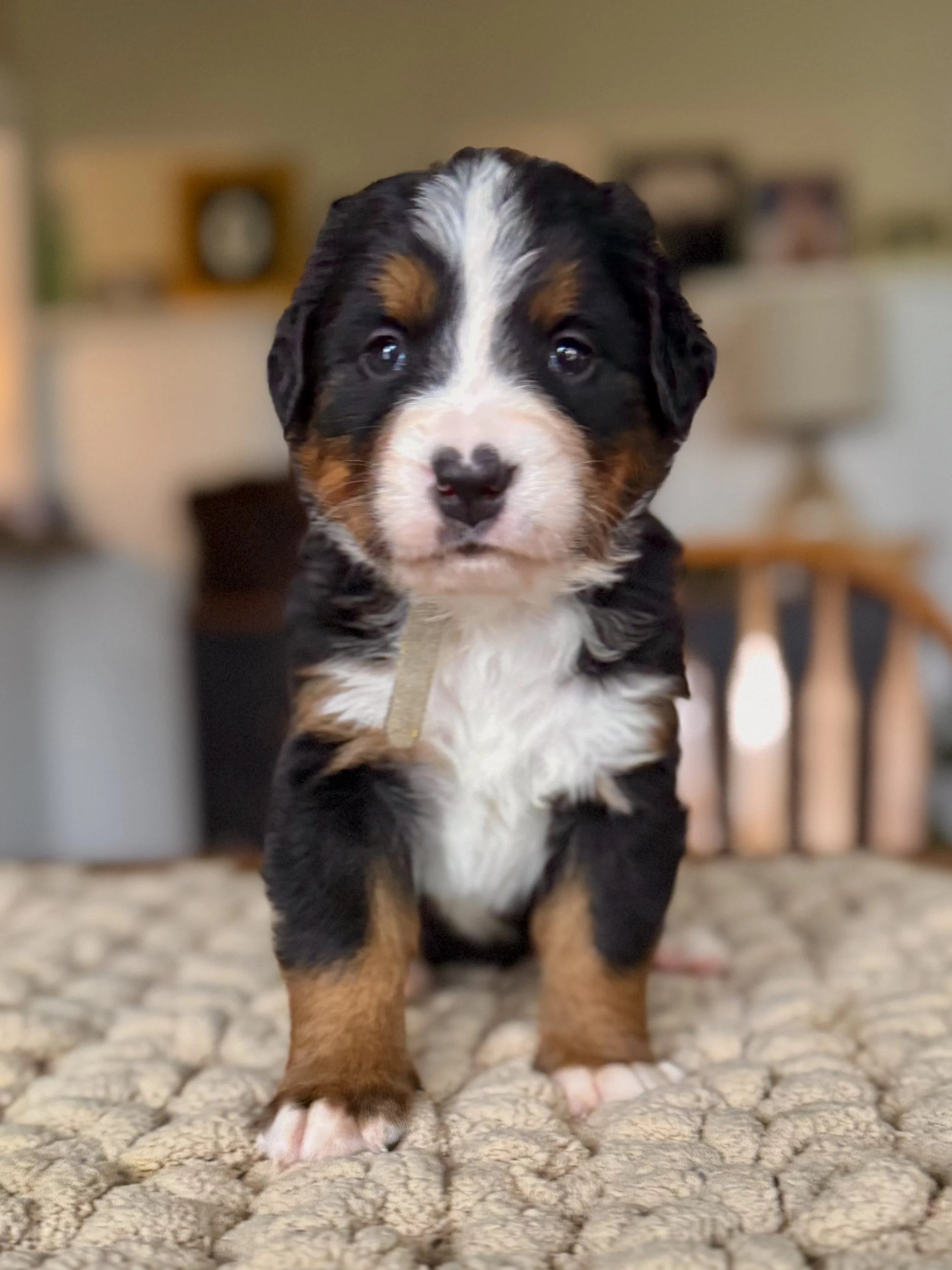 Bernese Mountain Dog in Mississippi
