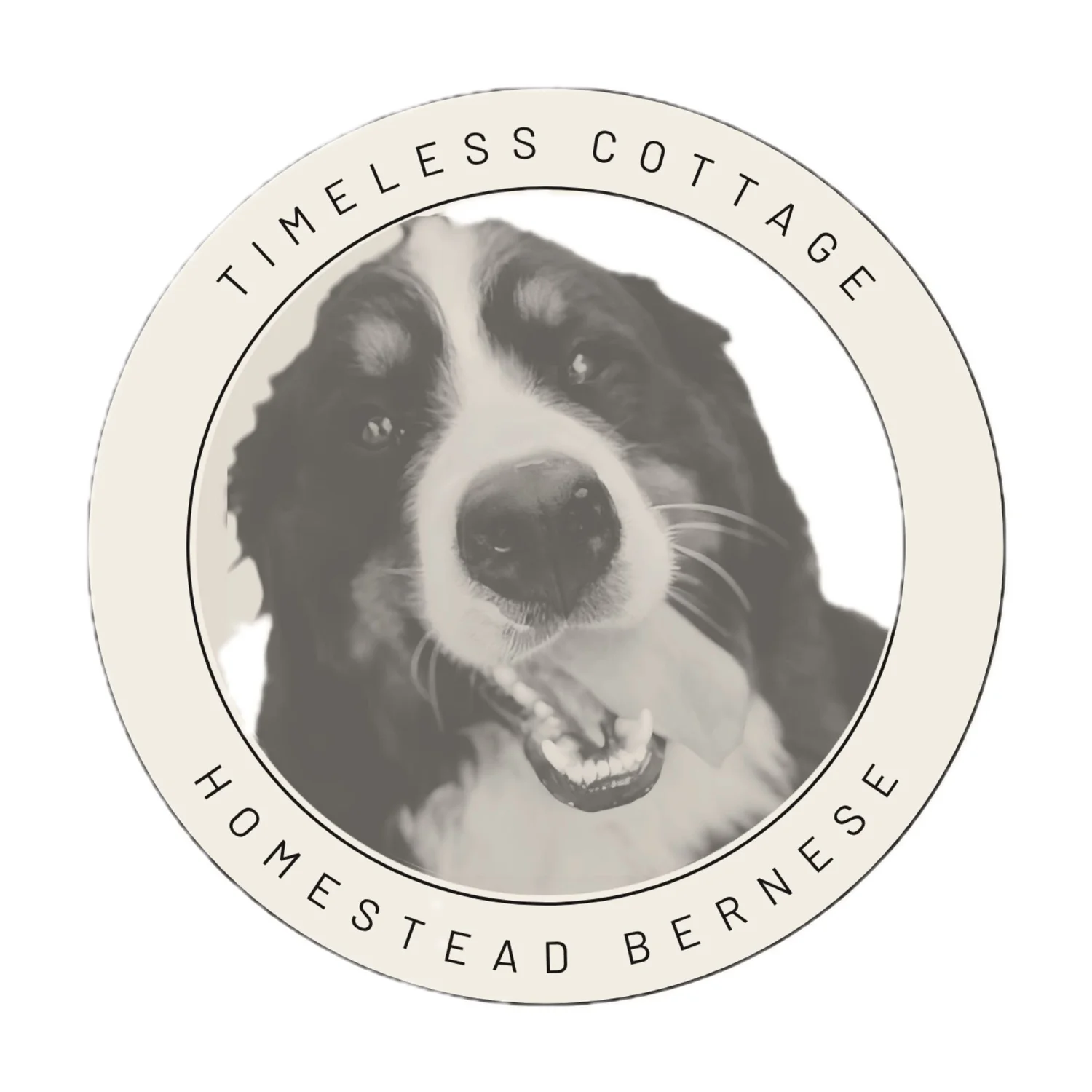 Timeless Cottage Homestead Bernese Mountain Dogs