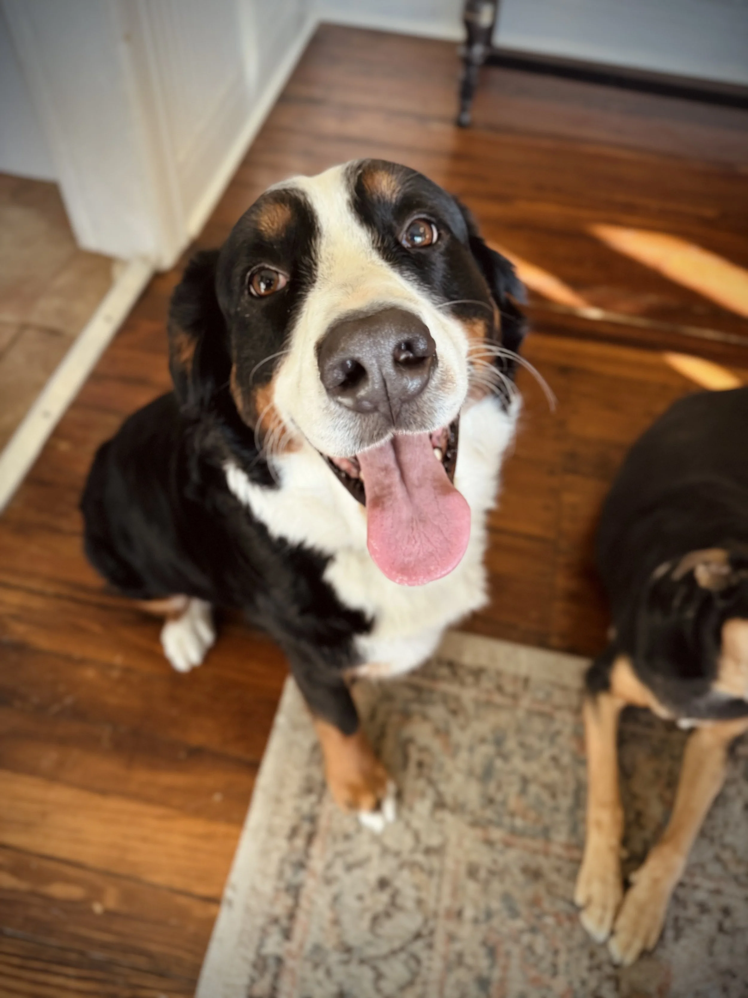 A happy Bernese Mountain Dog with its tongue out sitting on a wooden floor.