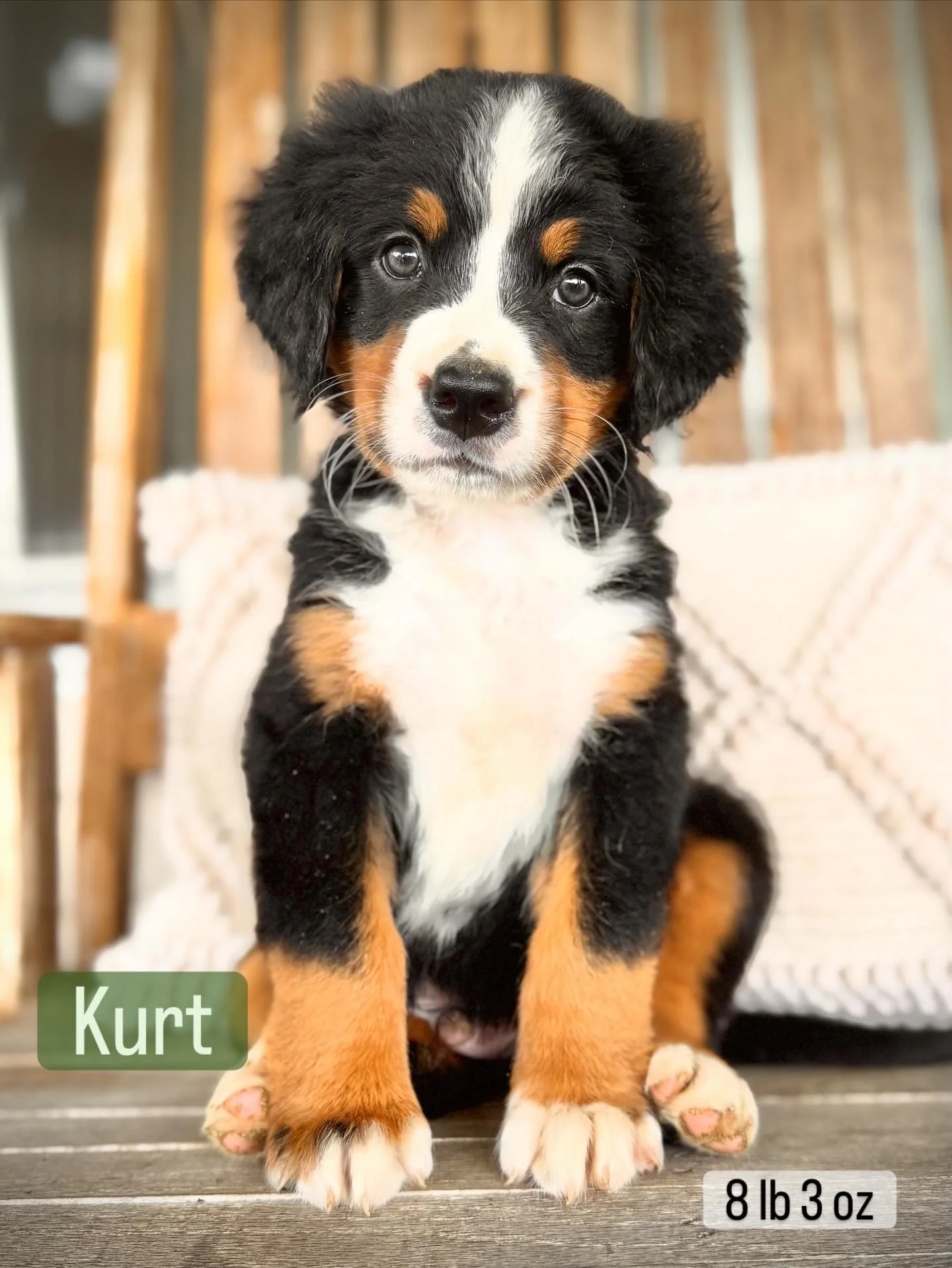 Bernese puppy