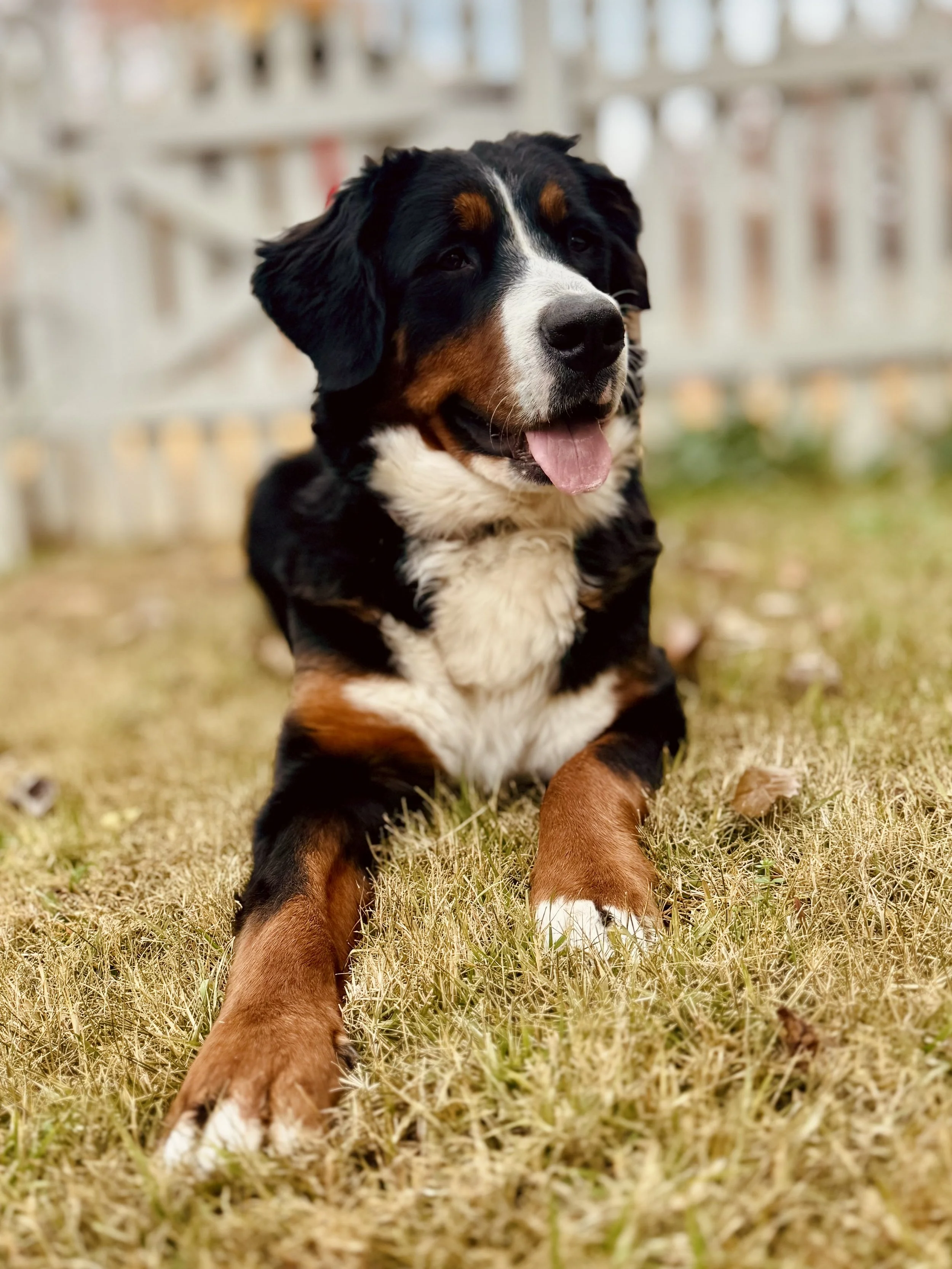 A smiling Bernese Mountain Dog puppy lying on the grass with a white picket fence in the background.