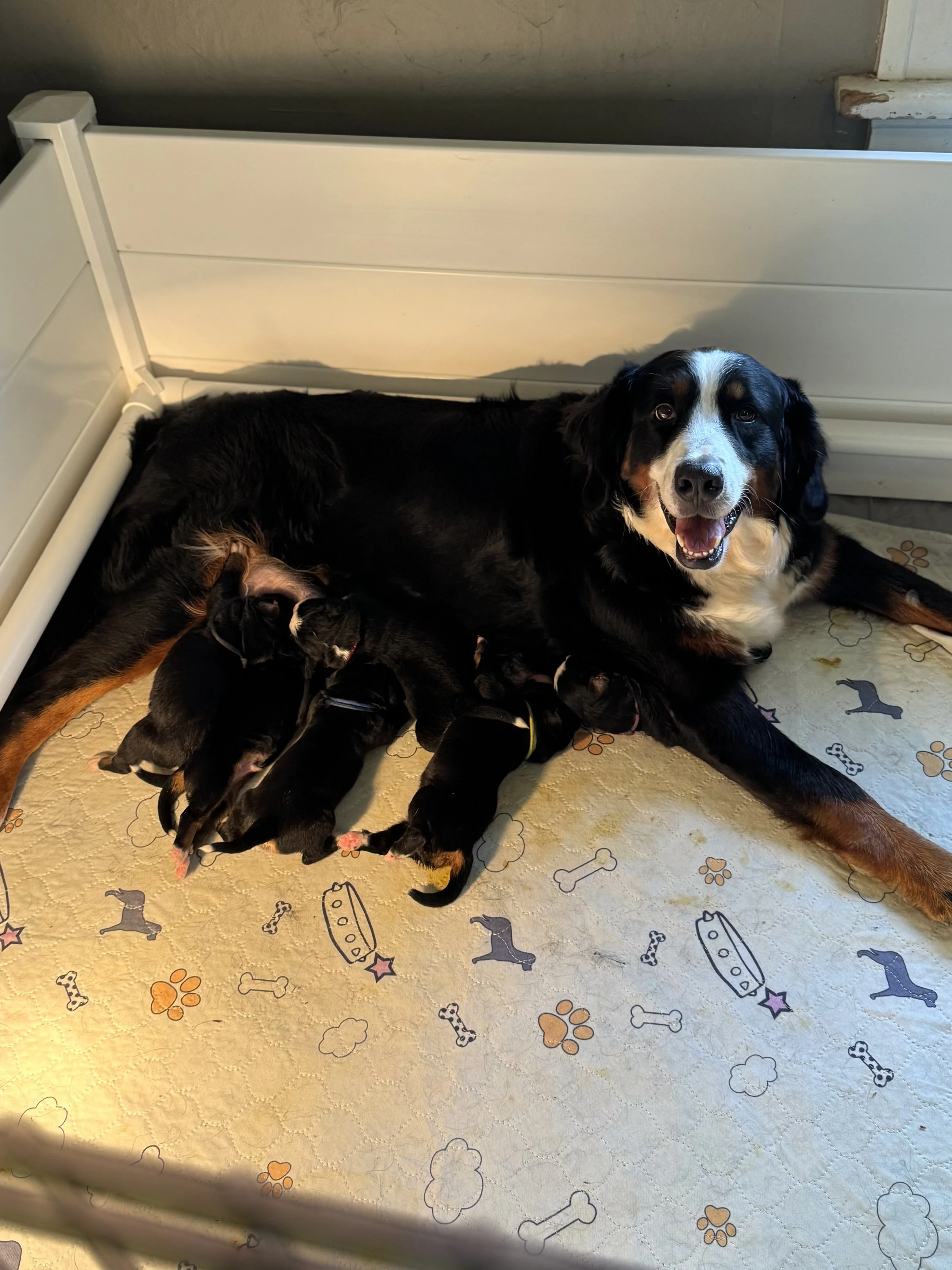 A Bernese Mountain Dog lying on a patterned sheet nursing her puppies.