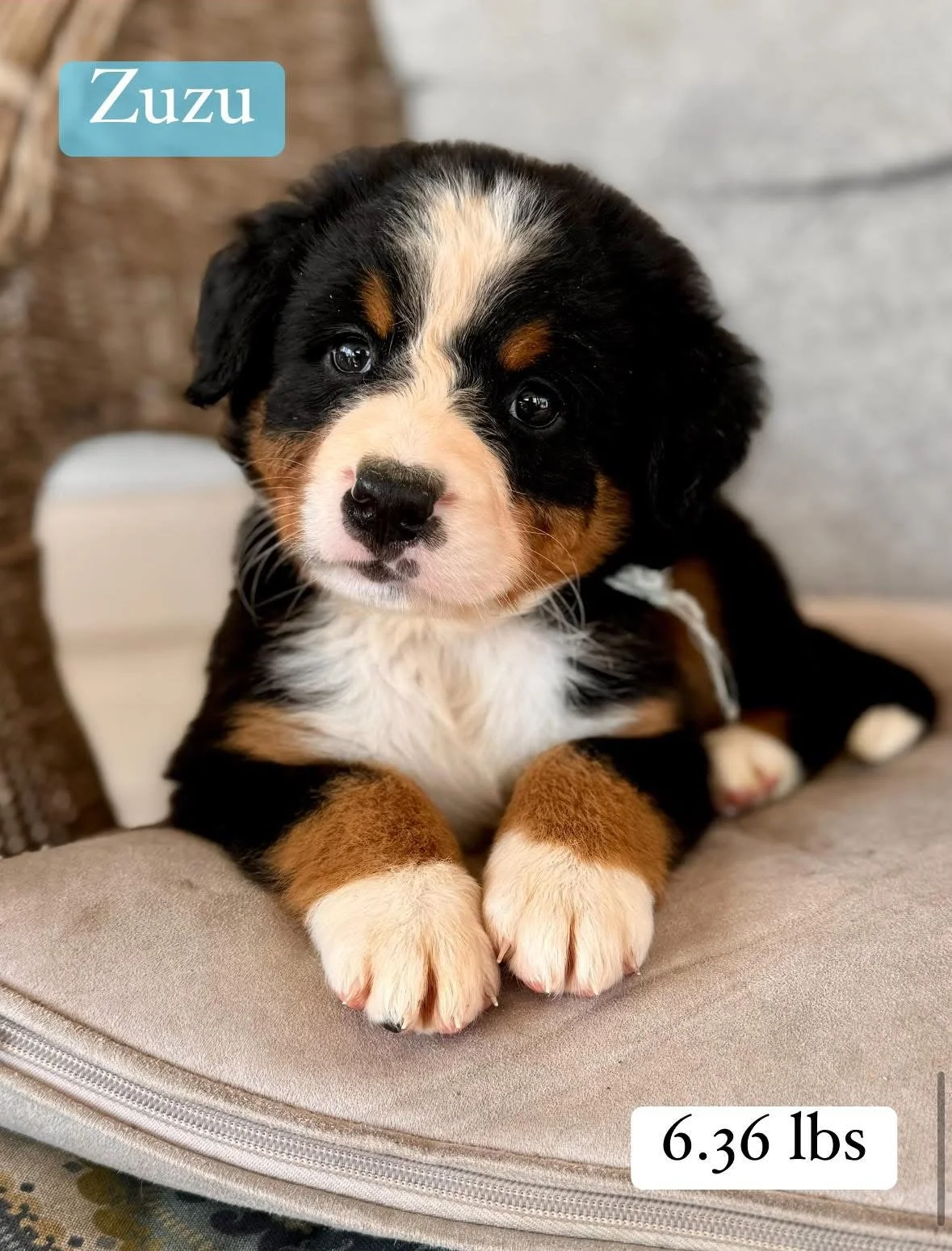 Bernese Mountain Dog